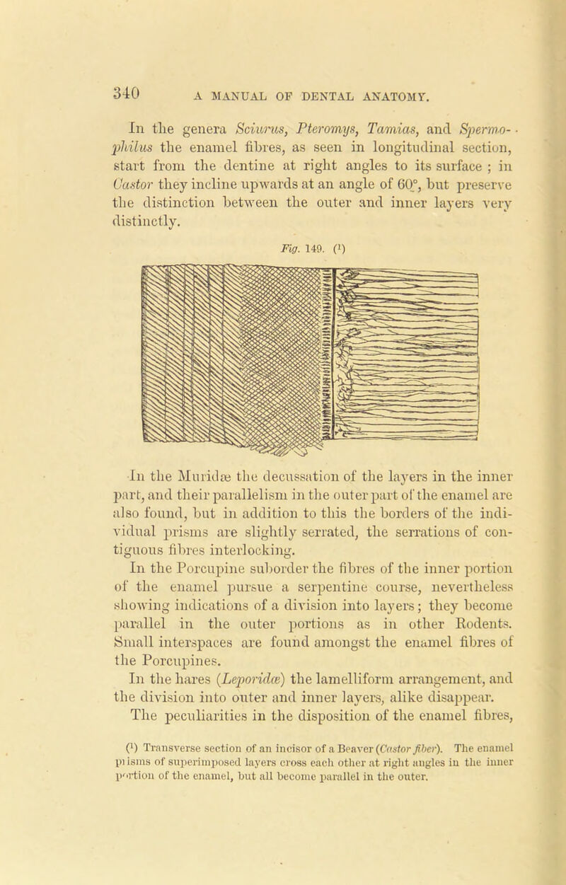 In tlie genera Sciurus, Pteromys, Tamias, and Spermo- ■ philus the enamel fibres, as seen in longitudinal section, start from the dentine at right angles to its surface ; in Cantor they incline upwards at an angle of 60°, but preserve the distinction between the outer and inner layers very distinctly. Fig. 149. (!) In the Murid re the decussation of the layers in the inner part, and their parallelism in the outer part of the enamel are also found, but in addition to this the borders of the indi- vidual prisms are slightly serrated, the serrations of con- tiguous fibres interlocking. In the Porcupine suborder the fibres of the inner portion of the enamel pursue a serpentine course, nevertheless showing indications of a division into layers; they become parallel in the outer portions as in other Rodents. Small interspaces are found amongst the enamel fibres of the Porcupines. In the hares (Leporiclce) the lamelliform arrangement, and the division into outer and inner layers, alike disappear. The peculiarities in the disposition of the enamel fibres, (’) Transverse section of an incisor of a Beaver (Castor fiber). The enamel pi isms of superimposed layers cross eacli other at right angles in the inner portion of the enamel, but all become parallel in the outer.