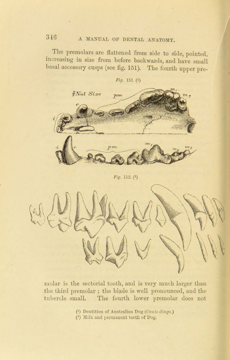 The premolars are flattened from side to side, pointed, increasing in size from before backwards, and have small basal accessory cusps (see fig. 151). The fourth upper pre- Fig. 151.(1) Fig. 152. (*) molar is the sectorial tooth, and is very much larger than the third premolar ; the blade is well pronounced, and the tubercle small. The fourth lower premolar does not (1) Dentition of Australian Dog (Canis dingo.) (1 2) Milk and permanent teetli of Dog.