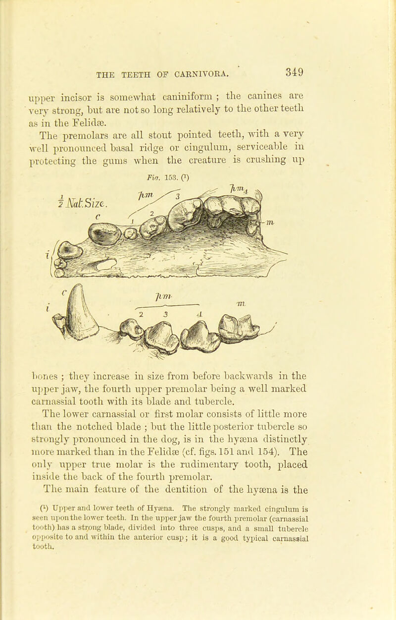 upper incisor is somewhat caniniform ; the canines are very strong, hut are not so long relatively to the other teeth as in the Felidae. The premolars are all stout pointed teeth, with a very well pronounced basal ridge or cingulum, serviceable in protecting the gums when the creature is crushing up Fin. 153. 0) hones ; they increase in size from before backwards in the upper jaw, the fourth upper premolar being a well marked carnassial tooth with its blade and tubercle. The lower carnassial or first molar consists of little more than the notched blade ; but the little posterior tubercle so strongly pronounced in the dog, is in the hyaena distinctly more marked than in the Felidae (cf. figs. 151 and 154). The only upper true molar is the rudimentary tooth, placed inside the back of the fourth premolar. The main feature of the dentition of the liysena is the (l) Upper and lower teeth of Hysena. The strongly marked cingulum is seen upon the lower teeth. In the upper jaw the fourth premolar (carnassial tooth) has a string blade, divided into three cusps, and a small tubercle opposite to and within the anterior cusp; it is a good typical carnassial tooth.