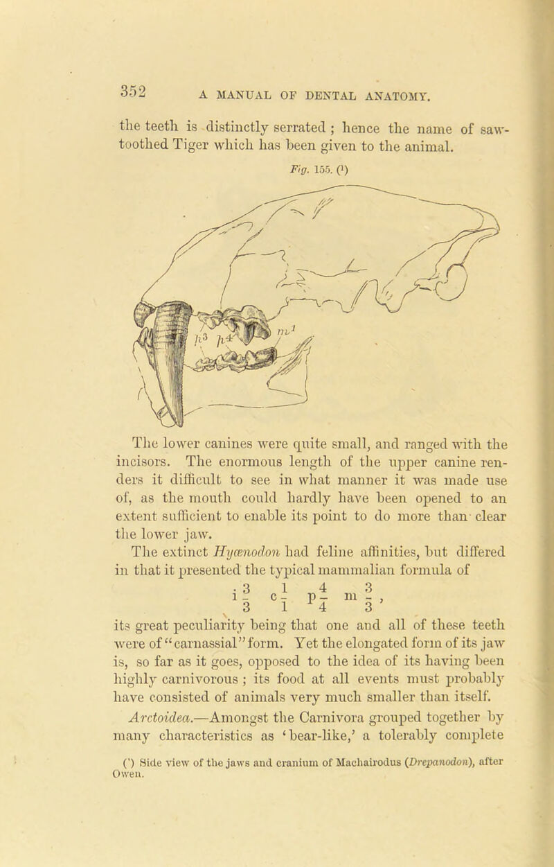 the teeth is distinctly serrated ; hence the name of saw- toothed Tiger which has been given to the animal. Fig. 155. (') The lower canines were quite small, and ranged with the incisors. The enormous length of the upper canine ren- ders it difficult to see in what manner it was made use of, as the mouth could hardly have been opened to an extent sufficient to enable its point to do more than clear the lower jaw. The extinct Hycv/nodon had feline affinities, but differed in that it presented the typical mammalian formula of \ « its great peculiarity being that one and all of these teeth were of “ carnassial” form. Yet the elongated form of its jaw is, so far as it goes, opposed to the idea of its having been highly carnivorous ; its food at all events must probably have consisted of animals very much smaller than itself. Arctoidea.—Amongst the Carnivora grouped together by many characteristics as ‘ bear-like,’ a tolerably complete (’) Hide view of tlie jaws and cranium of Machairodus (Drepanodon), after Owen.