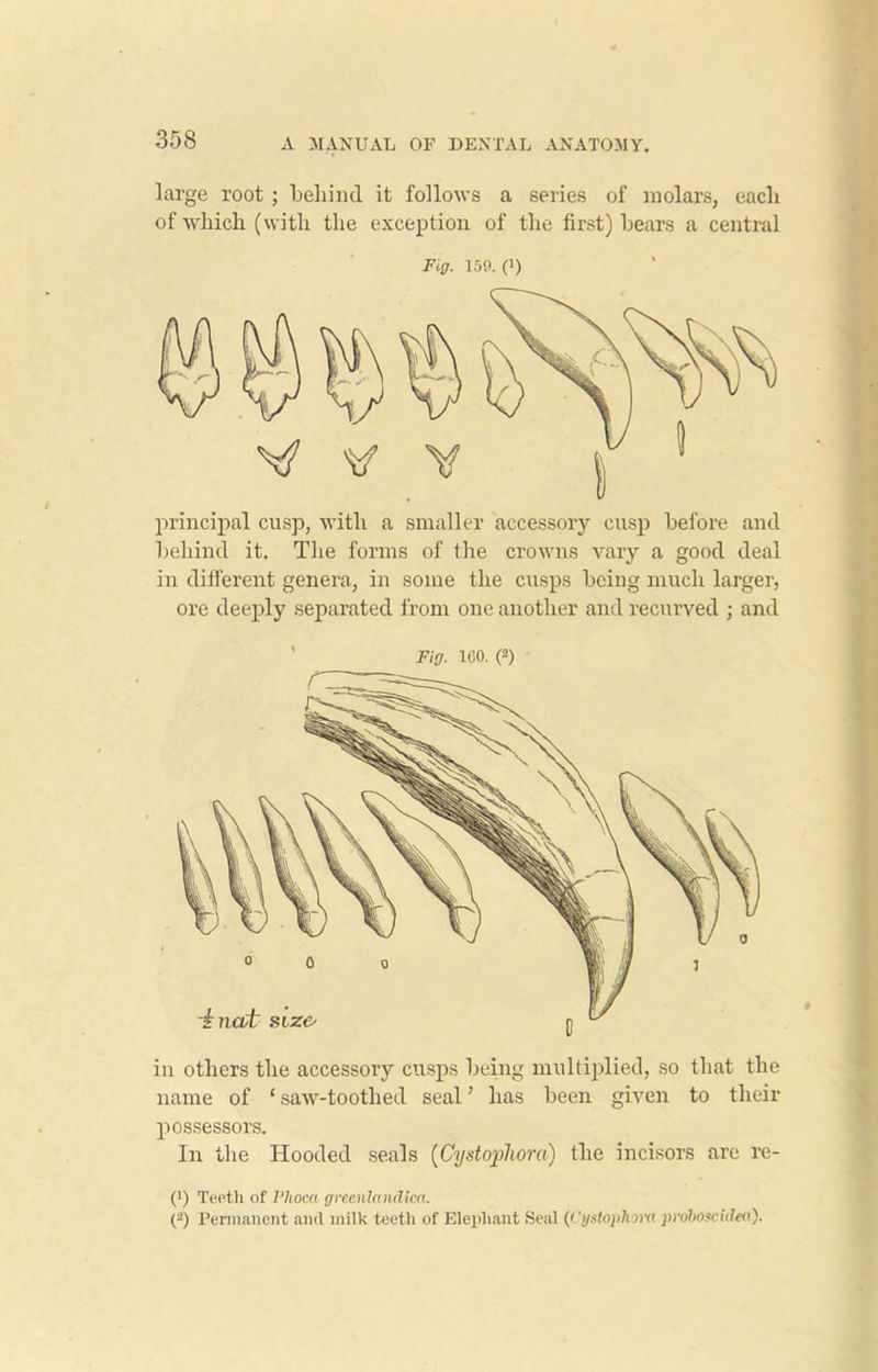 iii others the accessory cusps being multiplied, so that the name of ‘ saw-toothed seal ’ has been given to their possessors. In the Hooded seals (Cystophora) the incisors are re- (') Teeth of I’hoca greenlandica. (-) Permanent and milk teeth of Elephant Seal (Cystophora proboscitleo). large root ; behind it follows a series of molars, each of which (with the exception of the first) bears a central Fig. 15P. (') principal cusp, with a smaller accessory cusp before and behind it. The forms of the crowns vary a good deal in different genera, in some the cusps being much larger, ore deeply separated from one another and recurved ; and Fig. ICO. (*)