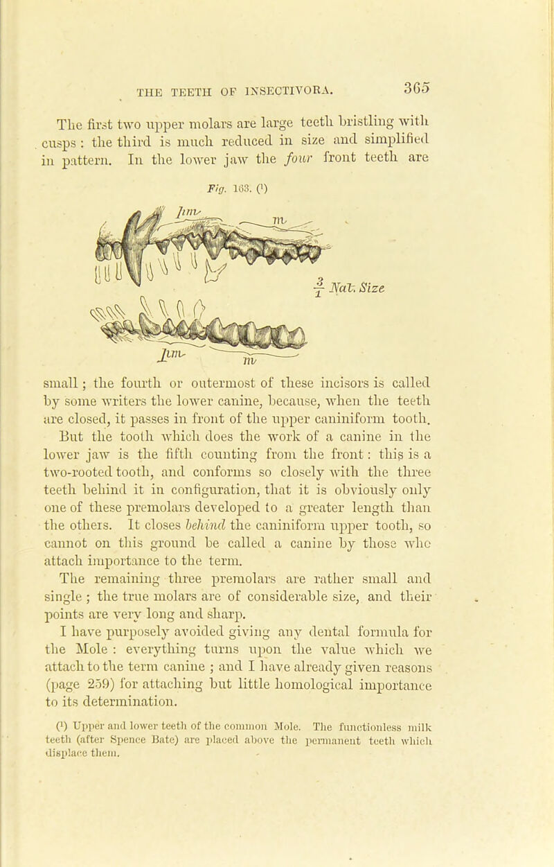 The first two upper molars are large teeth bristling wit-li cusps : the third is much reduced in size and simplified in pattern. In the lower jaw the four front teeth are Fig. 163. (>) Size. small; the fourth or outermost of these incisors is called by some writers the lower canine, because, when the teeth are closed, it passes in front of the upper caniniform tooth. But the tooth which does the work of a canine in the lower jaw is the fifth counting front the front: this is a two-rooted tooth, and conforms so closely with the three teeth behind it in configuration, that it is obviously only one of these premolars developed to a greater length than the others. It closes behind the caniniform upper tooth, so cannot on this ground be called a canine by those who attach importance to the term. The remaining three premolars are rather small and single ; the true molars are of considerable size, and their points are very long and sharp. I have purposely avoided giving any dental formula for the Mole : everything turns upon the value which we attach to the term canine ; and I have already given reasons (page 259) l'or attaching but little homological importance to its determination. (9 Upper and lower teeth of the common Mole. The functionless milk teeth (after Spence Bate) are placed above the permanent teeth which displace them.