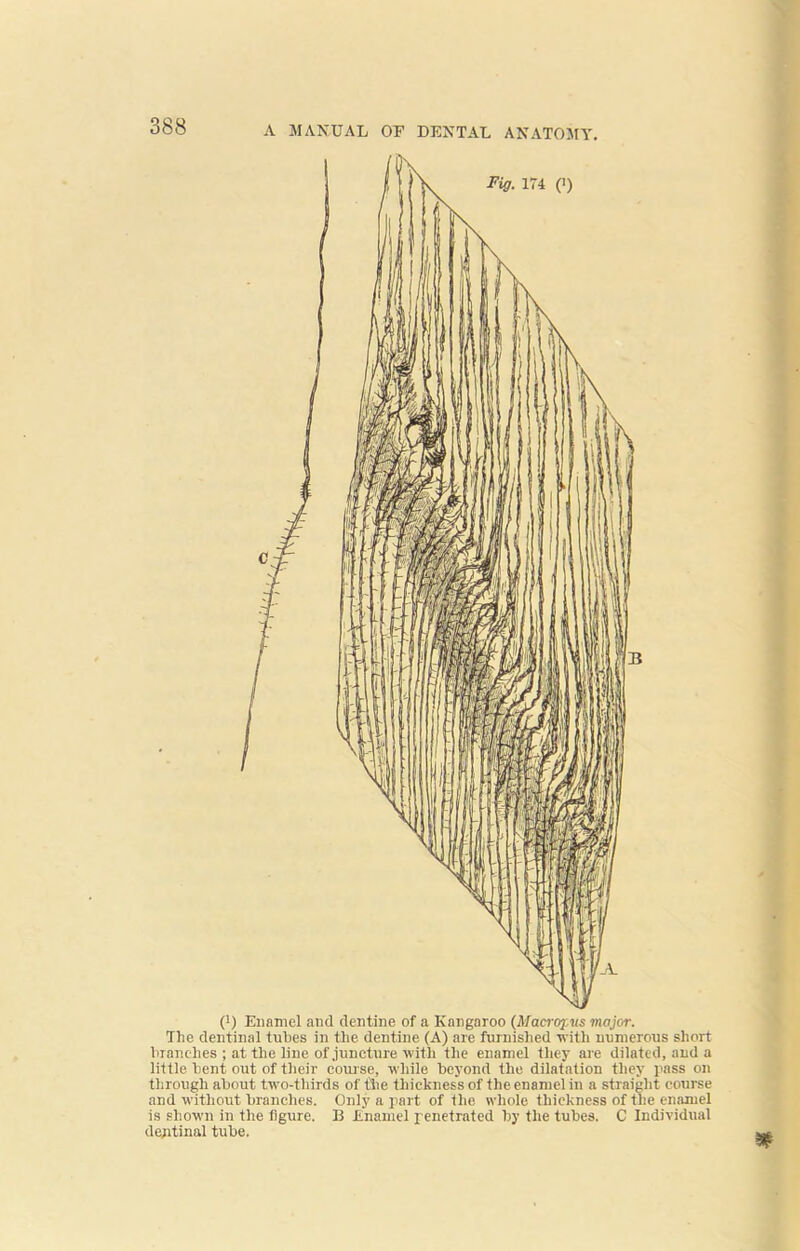 (') Enamel and dentine of a Kangaroo (ATacropvs major. The dentinal tubes in the dentine (A) are furnished with numerous short branches ; at the line of juncture with the enamel they are dilated, and a little bent out of their course, while beyond the dilatation they pass on through about two-thirds of the thickness of the enamel in a straight course and without branches. Only a part of the whole thickness of the enamel is shown in the figure. B Enamel penetrated by the tubes. C Individual dentinal tube.