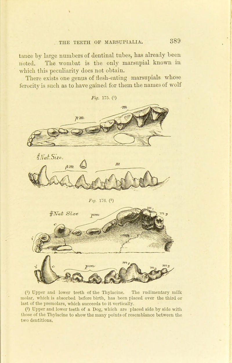 889 tance by large numbers of dentinal tubes, has already been noted. The wombat is the only marsupial known in which this peculiarity does not obtain. There exists one genus of flesh-eating marsupials whose ferocity is such as to have gained for them the names of wolf Fig. 175. (!) (') Upper and lower teeth of the Thylacine. The rudimentary milk molar, which is absorbed before birth, has been placed over the third or last of the premolars, which succeeds to it vertically. (-) Upper and lower teeth of a Dog, which are placed side by side with those of the Thylacine to show the many points of resemblance between the two dentitions.