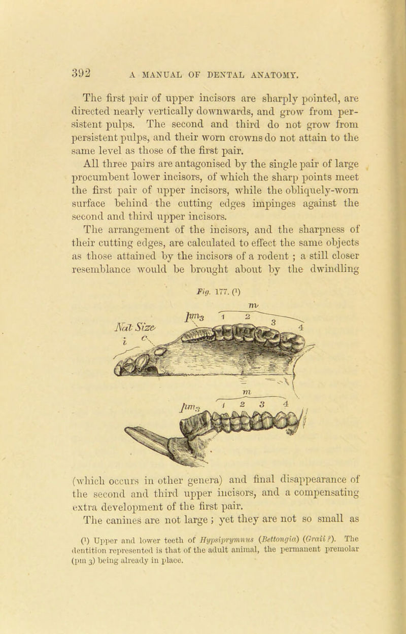 The first pair of upper incisors are sharply pointed, are directed nearly vertically downwards, and grow from per- sistent pulps. The second and third do not grow from persistent pulps, and their worn crowns do not attain to the same level as those of the first pair. All three pairs are antagonised by the single pair of large procumbent lower incisors, of which the sharp points meet the first pair of upper incisors, while the obliquely-worn surface behind the cutting edges impinges against the second and third upper incisors. The arrangement of the incisors, and the sharpness of their cutting edges, are calculated to effect the same objects as those attained by the incisors of a rodent ; a still closer resemblance woidd be brought about by the dwindling Fig. 177. P) ~nv (which occurs in other genera) and final disappearance of the second and third upper incisors, and a compensating extra development of the first pair. The canines are not large ; yet they are not so small as (’) Upper and lower teeth of Hypsipryinnus (Bettongia) (Gran?). The dentition represented is that of the adult animal, the permanent premolar (pm 3) being already in place.