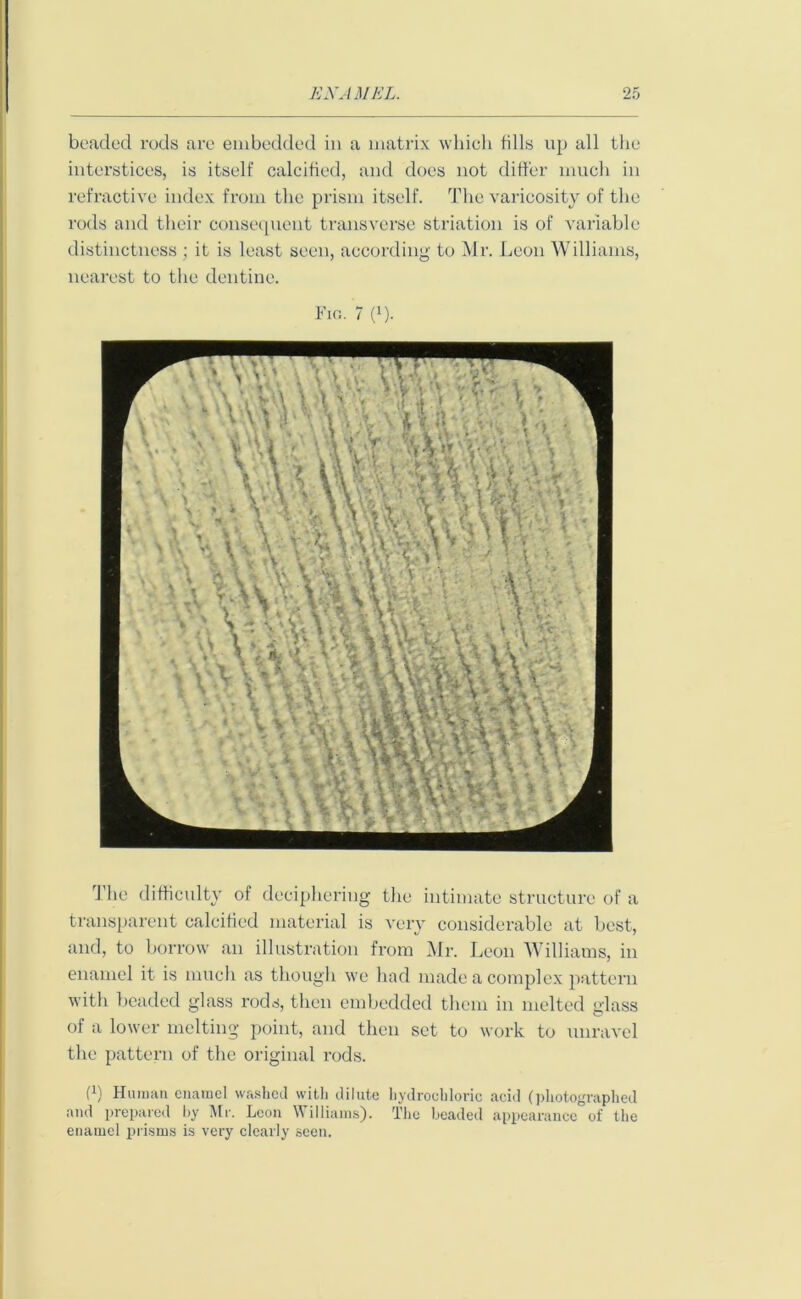 beaded rods are embedded in a matrix which bills up all the interstices, is itself calcified, and does not differ much in refractive index from the prism itself. The varicosity of the rods and their consequent transverse striation is of variable distinctness ; it is least seen, according to Mr. Leon Williams, nearest to the dentine. Fir. 7 (x). The difficulty of deciphering the intimate structure of a transparent calcified material is very considerable at best, and, to borrow an illustration from Mr. Leon Williams, in enamel it is much as though we had made a complex pattern with beaded glass rods, then embedded them in melted glass of a lower melting point, and then set to work to unravel the pattern of the original rods. (x) Human enamel washed with dilute hydrochloric acid (photographed and prepared by Mr. Leon Williams). The beaded appearance of the enamel prisms is very clearly seen.