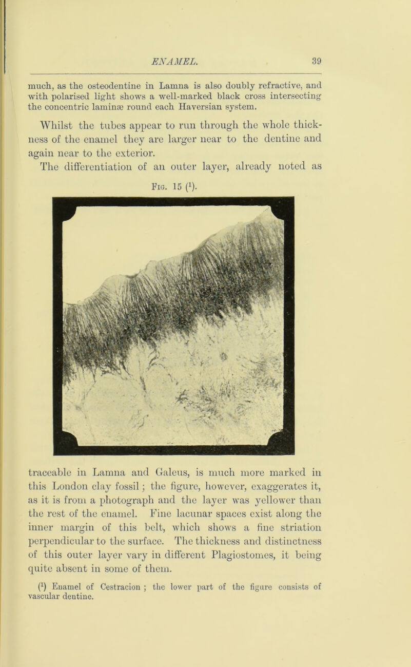 much, as the osteoclentine in Lamna is also doubly refractive, and with polarised light shows a well-marked black cross intersecting the concentric lamina; round each Haversian system. Whilst the tubes appear to run through the whole thick- ness of the enamel they are larger near to the dentine and again near to the exterior. The differentiation of an outer layer, already noted as Fig. 15 (*). traceable in Lamna and Galeus, is much more marked in this London clay fossil; the figure, however, exaggerates it, as it is from a photograph and the layer was yellower than the rest of the enamel. Fine lacunar spaces exist along the inner margin of this belt, which shows a fine striation perpendicular to the surface. The thickness and distinctness of this outer layer vary in different Plagiostomes, it being quite absent in some of them. fi) Euamel of Cestracion ; the lower part of the figure consists of vascular dentine.