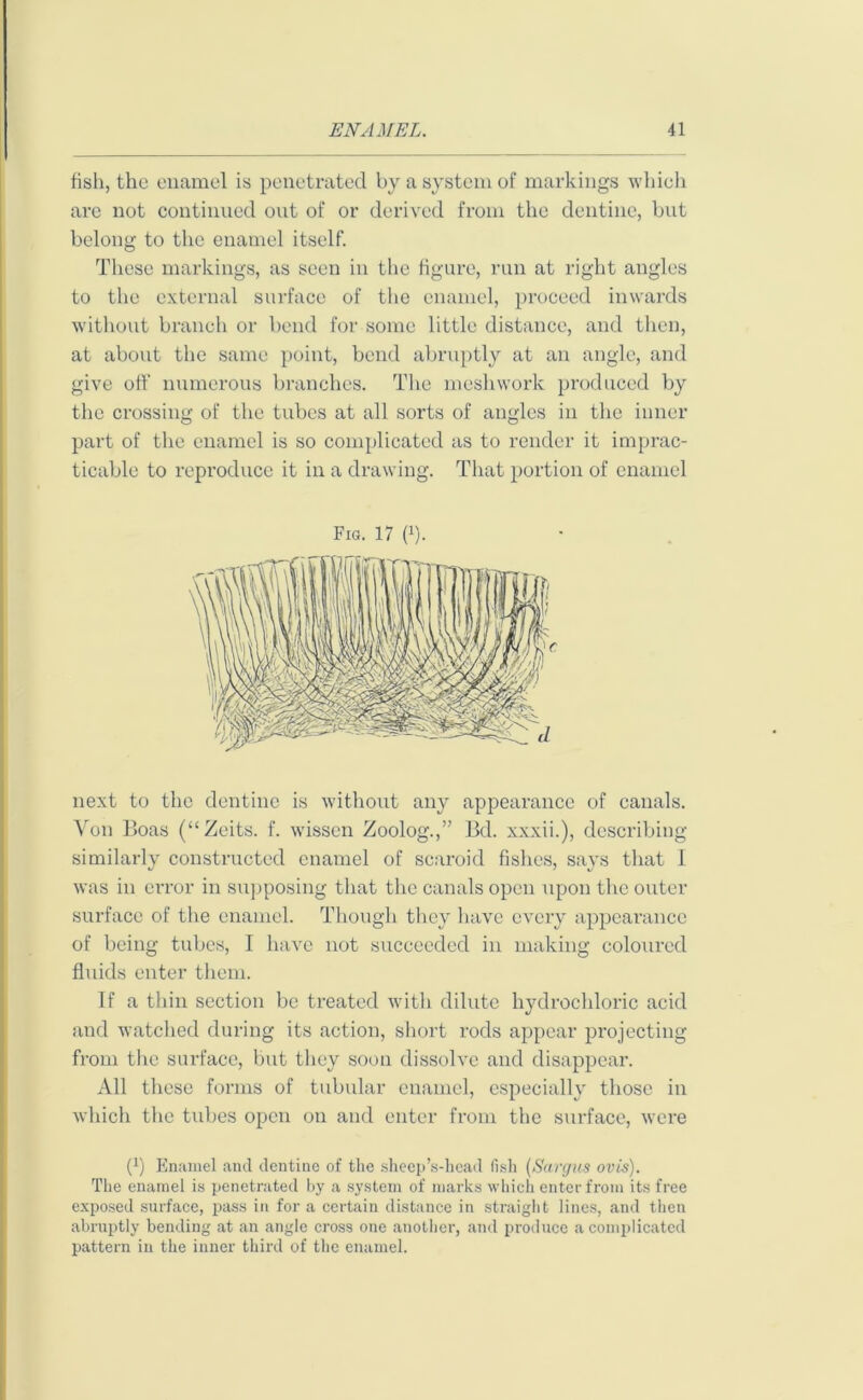 fish, the enamel is penetrated by a system of markings which are not continued out of or derived from the dentine, but belong to the enamel itself. These markings, as seen in the figure, run at right angles to the external surface of the enamel, proceed inwards without branch or bend for some little distance, and then, at about the same point, bend abruptly at an angle, and give off numerous branches. The meshwork produced by the crossing of the tubes at all sorts of angles in the inner part of the enamel is so complicated as to render it imprac- ticable to reproduce it in a drawing. That portion of enamel Fis. 17 d). next to the dentine is without any appearance of canals. Von Boas (“ Zeits. f. wissen Zoolog.,” Bd. xxxii.), describing similarly constructed enamel of scaroid fishes, says that 1 was in error in supposing that the canals open upon the outer surface of the enamel. Though they have every appearance of being tubes, I have not succeeded in making coloured fluids enter them. If a thin section be treated with dilute hydrochloric acid and watched during its action, short rods appear projecting from the surface, but they soon dissolve and disappear. All these forms of tubular enamel, especially those in which the tubes open on and enter from the surface, were f1) Enamel and dentine of the sheep’s-head fish (Sargus ovis). The enamel is penetrated by a system of marks which enter from its free exposed surface, pass in for a certain distance in straight lines, and then abruptly bending at an angle cross one another, and produce a complicated pattern in the inner third of the enamel.