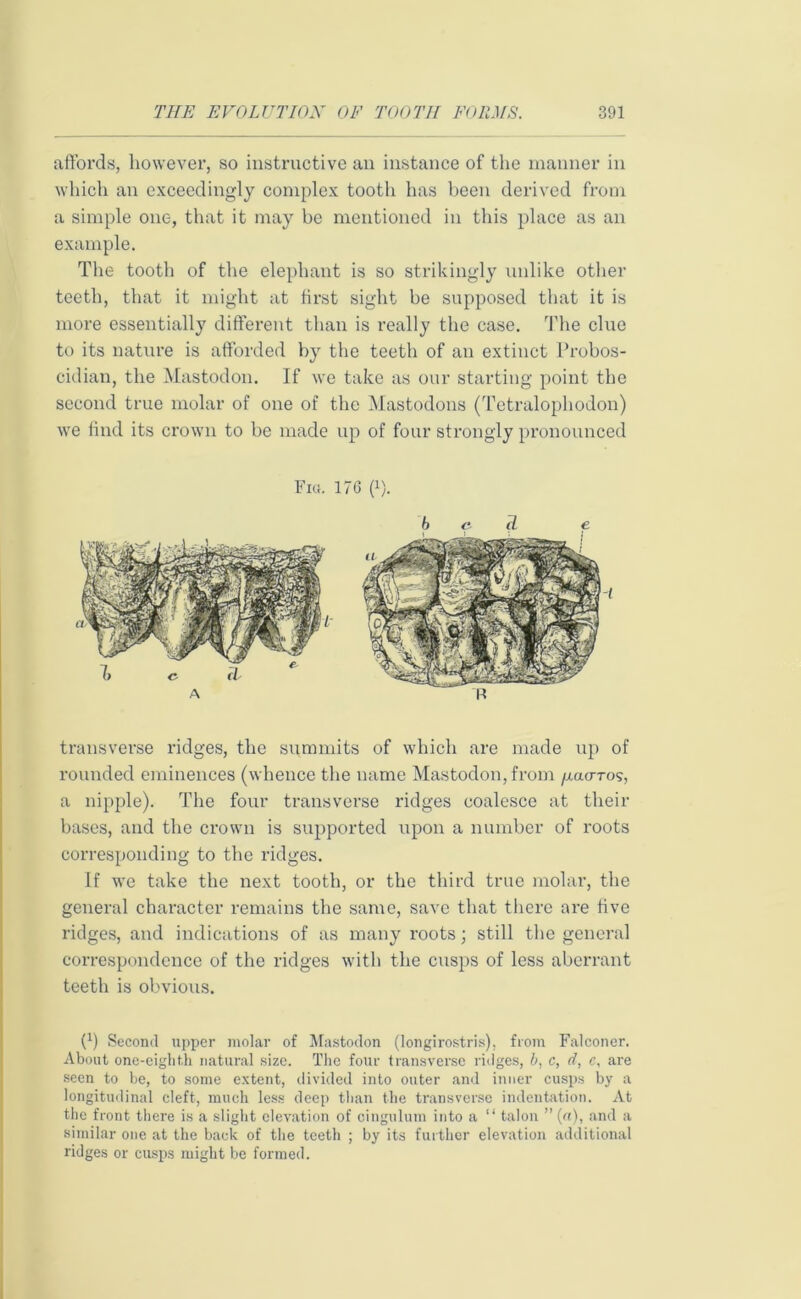 affords, however, so instructive an instance of the manner in which an exceedingly complex tooth has been derived from a simple one, that it may be mentioned in this place as an example. The tooth of the elephant is so strikingly unlike other teeth, that it might at first sight be supposed that it is more essentially different than is really the case. The clue to its nature is afforded by the teeth of an extinct Probos- cidian, the Mastodon. If we take as our starting point the second true molar of one of the Mastodons (Tetralophodon) we find its crown to be made up of four strongly pronounced Fia. 176 ff). b c- R transverse ridges, the summits of which are made up of rounded eminences (whence the name Mastodon, from /xao-ros, a nipple). The four transverse ridges coalesce at their bases, and the crown is supported upon a number of roots corresponding to the ridges. If we take the next tooth, or the third true molar, the general character remains the same, save that there are five ridges, and indications of as many roots; still the general correspondence of the ridges with the cusps of less aberrant teeth is obvious. (') Second upper molar of Mastodon (longirostris), from Falconer. About one-eighth natural size. The four transverse ridges, b, c, d, c, are seen to he, to some extent, divided into outer and inner cusps by a longitudinal cleft, much less deep than the transverse indentation. At the front there is a slight elevation of cingulum into a “ talon ” (a), and a similar one at the back of the teeth ; by its further elevation additional ridges or cusps might be formed.