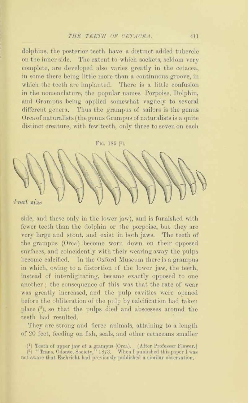 dolphins, the posterior teeth have a distinct added tubercle on the inner side. The extent to which sockets, seldom very complete, are developed also varies greatly in the cetacea, in some there being little more than a continuous groove, in which the teeth are implanted. There is a little confusion in the nomenclature, the popular names Porpoise, Dolphin, and Grampus being applied somewhat vaguely to several different genera. Thus the grampus of sailors is the genus ()rcaof naturalists (the genus Grampus of naturalists is a quite distinct creature, with few teeth, only three to seven on each Fig. 185 (J). side, and these only in the lower jaw), and is furnished with fewer teeth than the dolphin or the porpoise, but they are very large and stout, and exist in both jaws. The teeth of the grampus (Orca) become worn down on their opposed surfaces, and coinciclently with their wearing away the pulps become calcified. In the Oxford Museum there is a grampus in which, owing to a distortion of the lower jaw, the teeth, instead of interdigitating, became exactly opposed to one another ; the consequence of this was that the rate of wear was greatly increased, and the pulp cavities were opened before the obliteration of the pulp by calcification had taken place (■), so that the pulps died and abscesses around the teeth had resulted. They are strong and fierce animals, attaining to a length of 20 feet, feeding on fish, seals, and other cetaceans smaller 0) Teeth of upper jaw of a grampus (Orca). (After Professor Flower.) (2) “Trans. Odonto. Society,” 1873. When I published this paper I was not aware that Eschricht had previously published a similar observation.