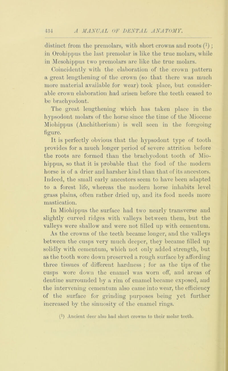 distinct from the premolars, with short crowns and roots (]); in Orohippus the last premolar is like the true molars, while in Mesohippus two premolars are like the true molars. Coincidently with the elaboration of the crown pattern a great lengthening of the crown (so that there was much more material available for wear) took place, but consider- able crown elaboration had arisen before the teetli ceased to be brachyodont. The great lengthening which has taken place in the hypsodont molars of the horse since the time of the Miocene Mioliippus (Anchitherium) is well seen in the foregoing figure. It is perfectly obvious that the hypsodont type of tooth provides for a much longer period of severe attrition before the roots are formed than the brachyodont tooth of Mio- hippus, so that it is probable that the food of the modern horse is of a drier and harsher kind than that of its ancestors. Indeed, the small early ancestors seem to have been adapted to a forest life, whereas the modern horse inhabits level grass plains, often rather dried up, and its food needs more mastication. In Mioliippus the surface had two nearly transverse and slightly curved ridges with valleys between them, but the valleys were shallow and were not filled up with cementum. As the crowns of the teeth became longer, and the valleys between the cusps very much deeper, they became tilled up solidly with cementum, which not only added strength, but as the tooth wore down preserved a rough surface by affording three tissues of different hardness ; for as the tips of the cusps wore down the enamel was worn off, and areas of dentine surrounded by a rim of enamel became exposed, and the intervening cementum also came into wear, the efficiency of the surface for grinding purposes being yet further increased by the sinuosity of the enamel rings. f1) Ancient deer also liad short crowns to their molar teeth.