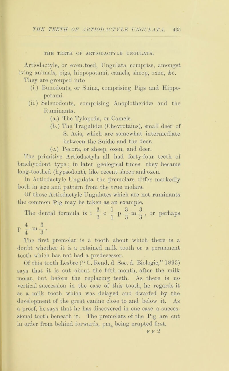 Artiodactyle, or even-toed, Ungulata comprise, amongst iving animals, pigs, hippopotami, camels, sheep, oxen, Sic. They are grouped into (i.) Bunodonts, or Suina, comprising Pigs and Hippo- potami. (ii.) Selenodonts, comprising Anoplotheridse and the Rumiuants. (a.) The Tylopoda, or Camels. (b,) The Tragulidse (Chevrotains), small deer of S. Asia, which are somewhat intermediate between the Suidae and the deer. (c.) l’ecora, or sheep, oxen, and deer. The primitive Artiodactyla all had forty-four teeth of brachyodont type ; in later geological times they became long-toothed (hypsodont), like recent sheep and oxen. In Artiodactyle Ungulata the premolars differ markedly both in size and pattern from the true molars. Of those Artiodactyle Ungulates which are not ruminants the common Pig may be taken as an example. The dental formula is i A- c O 3 1 3 3 - p — m — 1 1 3 3 or perhaps P 7-mAT- £ 4 3 The first premolar is a tooth about which there is a doubt whether it is a retained milk tooth or a permanent tooth which has not had a predecessor. Of this tooth Lesbre (“ C. Bend. d. Soc. d. Biologie,” 1893) says that it is cut about the fifth month, after the milk molar, but before the replacing teeth. As there is no vertical succession in the case of this tooth, he regards it as a milk tooth which was delayed and dwarfed by the development of the great canine close to and below it. As a proof, he says that he has discovered in one case a succes- sional tooth beneath it. The premolars of the Pig are cut in order from behind forwards, pmt being erupted first.