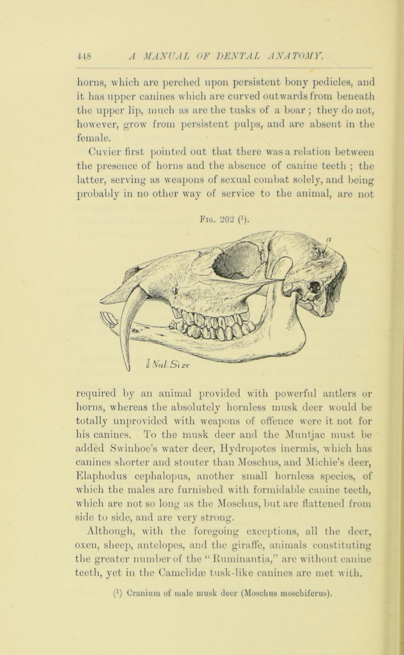 horns, which are perched upon persistent bony pedicles, and it has upper canines which are curved outwards from beneath the upper lip, much as are the tusks of a boar; they do not, however, grow from persistent pulps, and are absent in the female. Cuvier first pointed out that there was a relation between the presence of horns and the absence of canine teeth ; the latter, serving as weapons of sexual combat solely, and being probably in no other way of service to the animal, are not Fig. 202 fl). required by an animal provided with powerful antlers or horns, whereas the absolutely hornless musk deer would be totally unprovided with weapons of offence were it not for his canines. To the musk deer and the Muntjac must be added Swinhoe’s water deer, Hydropotes inermis, which has canines shorter and stouter than Moschus, and Michie’s deer, Elaphodus cephalopus, another small hornless species, of which the males are furnished with formidable canine teeth, which are not so long as the Moschus, but are flattened from side to side, and are very strong. Although, with the foregoing exceptions, all the deer, oxen, sheep, antelopes, and the giraffe, animals constituting the greater number of the “ Ruminantia,” arc without canine teeth, yet in the Camelidee tusk-like canines are met with. (l) Cranium of male musk deer (Moschus moschiferus).