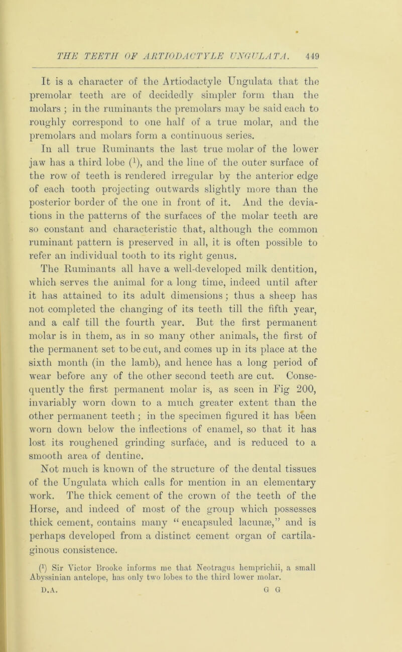 It is a character of the Artiodactyle Ungulata that the premolar teeth are of decidedly simpler form than the molars ; in the ruminants the premolars may be said each to roughly correspond to one half of a true molar, and the premolars and molars form a continuous series. In all true Ruminants the last true molar of the lower jaw has a third lobe (*), and the line of the outer surface of the row of teeth is rendered irregular by the anterior edge of each tooth projecting outwards slightly more than the posterior border of the one in front of it. And the devia- tions in the patterns of the surfaces of the molar teeth are so constant and characteristic that, although the common ruminant pattern is preserved in all, it is often possible to refer an individual tooth to its right genus. The Ruminants all have a well-developed milk dentition, which serves the animal for a long time, indeed until after it has attained to its adult dimensions; thus a sheep has not completed the changing of its teeth till the fifth year, and a calf till the fourth year. But the first permanent molar is in them, as in so many other animals, the first of the permanent set to be cut, and conies up in its place at the sixth month (in the lamb), and hence has a long period of wear before any of the other second teeth are cut. Conse- quently the first permanent molar is, as seen in Fig 200, invariably worn down to a much greater extent than the other permanent teetli; in the specimen figured it has been worn down below the inflections of enamel, so that it has lost its roughened grinding surface, and is reduced to a smooth area of dentine. Not much is known of the structure of the dental tissues of the Ungulata which calls for mention in an elementary work. The thick cement of the crown of the teeth of the Horse, and indeed of most of the group which possesses thick cement, contains many “ encapsuled lacunte,” and is perhaps developed from a distinct cement organ of cartila- ginous consistence. f1) Sir Victor Brooke informs me that Neotragus hemprichii, a small Abyssinian antelope, has only two lobes to the third lower molar. D.A. G G