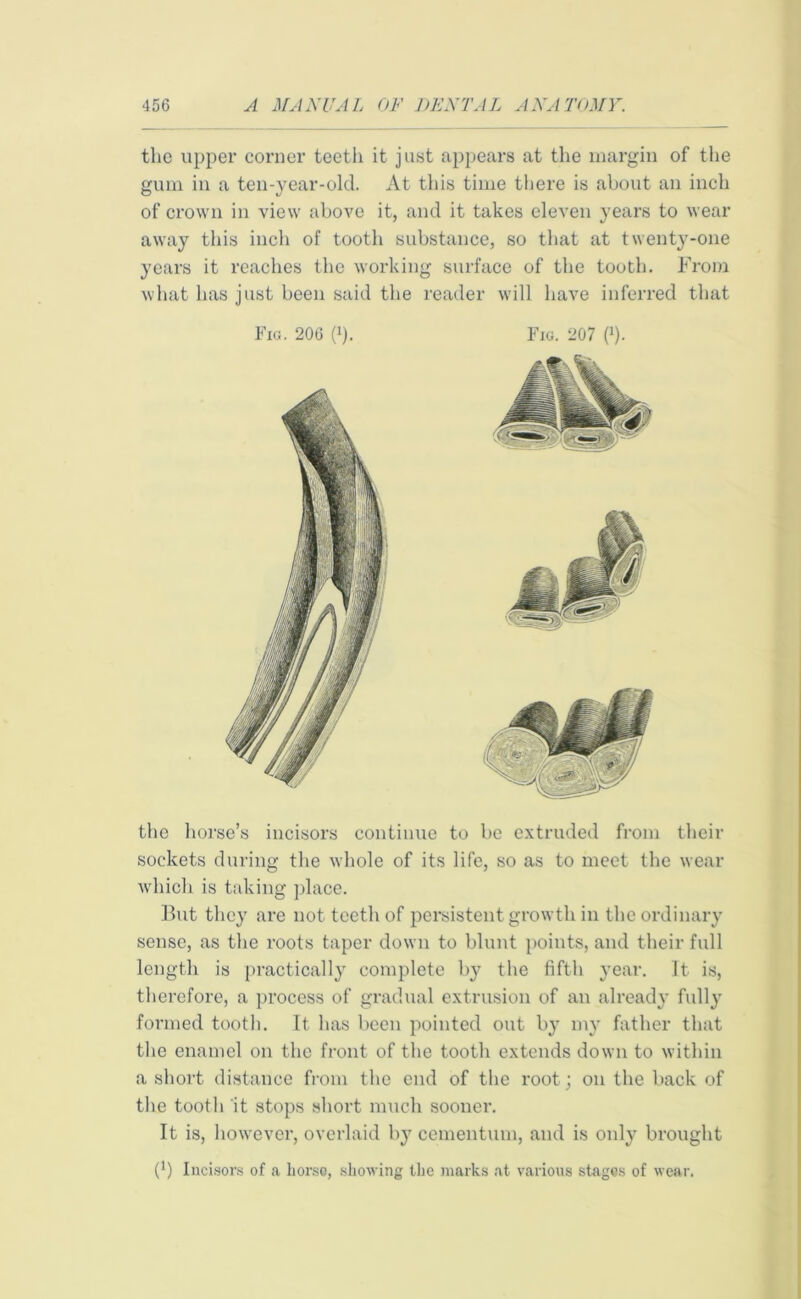 the upper corner teeth it just appears at the margin of the gum in a ten-year-old. At this time there is about an inch of crown in view above it, and it takes eleven years to wear away this inch of tooth substance, so that at twenty-one years it reaches the working surface of the tooth. From what has just been said the reader will have inferred that the horse’s incisors continue to be extruded from their sockets during the whole of its life, so as to meet the wear which is taking place. But they are not teeth of persistent growth in the ordinary sense, as the roots taper down to blunt points, and their full length is practically complete by the fifth year. It is, therefore, a process of gradual extrusion of an already fully formed tooth. It lias been pointed out by my father that the enamel on the front of the tooth extends down to within a short distance from the end of the root; on the back of the tooth it stops short much sooner. It is, however, overlaid by cementum, and is only brought (!) Incisors of a horse, showing the marks at various stages of wear. Fig. 206 (*) Fig. 207 (J) i