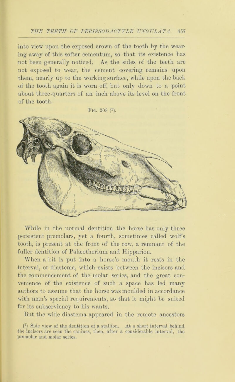 into view upon the exposed crown of the tooth by the wear- ing away of this softer cementuin, so that its existence has not been generally noticed. As the sides of the teeth are not exposed to wear, the cement covering remains upon them, nearly up to the working surface, while upon the back of the tooth again it is worn off, but only down to a point about three-quarters of an inch above its level on the front of the tooth. Fig. 208 (*). While in the normal dentition the horse has only three persistent premolars, yet a fourth, sometimes called wolf’s tooth, is present at the front of the row, a remnant of the fuller dentition of Palseotherium and Hipparion. When a bit is put into a horse’s mouth it rests in the interval, or diastema, which exists between the incisors and the commencement of the molar series, and the great con- venience of the existence of such a space has led many authors to assume that the horse was moulded in accordance with man’s special requirements, so that it might be suited for its subserviency to his wants. But the wide diastema appeared in the remote ancestors (*) Side view of the dentition of a stallion. At a short interval behind the incisors are seen the canines, then, after a considerable interval, the premolar and molar series.