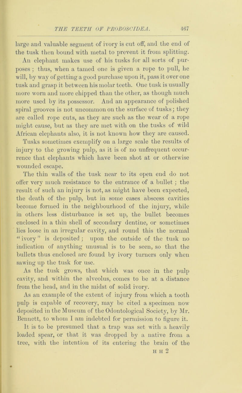 large and valuable segment of ivory is cut off, and the end of the tusk then bound with metal to prevent it from splitting. An elephant makes use of his tusks for all sorts of pur- poses ; thus, when a tamed one is given a rope to pull, he will, by way of getting a good purchase upon it, pass it over one tusk and grasp it between his molar teeth. One tusk is usually more worn and more chipped than the other, as though much more used by its possessor. And an appearance of polished spiral grooves is not uncommon on the surface of tusks; they are called rope cuts, as they are such as the wear of a rope might cause, but as they are met with on the tusks of wild African elephants also, it is not known how they are caused. Tusks sometimes exemplify on a large scale the results of injury to the growing pulp, as it is of no unfrequent occur- rence that elephants which have been shot at or otherwise wounded escape. The thin walls of the tusk near to its open end do not offer very much resistance to the entrance of a bullet ; the result of such an injury is not, as might have been expected, the death of the pulp, but in some cases abscess cavities become formed in the neighbourhood of the injury, while in others less disturbance is set up, the bullet becomes enclosed in a thin shell of secondary dentine, or sometimes lies loose in an irregular cavity, and round this the normal “ ivory ” is deposited ; upon the outside of the tusk no indication of anything unusual is to be seen, so that the bullets thus enclosed are found by ivory turners only when sawing up the tusk for use. As the tusk grows, that which was once in the pulp cavity, and within the alveolus, comes to be at a distance from the head, and in the midst of solid ivory. As an example of the extent of injury from which a tooth pulp is capable of recovery, may be cited a specimen now deposited in the Museum of the Odontological Society, by Mr. Bennett, to whom I am indebted for permission to figure it. It is to be presumed that a trap was set with a heavily loaded spear, or that it was dropped by a native from a tree, with the intention of its entering the brain of the H h 2