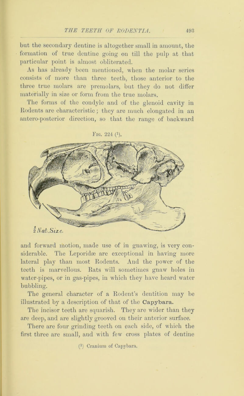 but the secondary dentine is altogether small in amount, the formation of true dentine going on till the pulp at that particular point is almost obliterated. As has already been mentioned, when the molar series consists of more than three teeth, those anterior to the three true molars are premolars, but they do not differ materially in size or form from the true molars. The forms of the condyle and of the glenoid cavity in Rodents are characteristic; they are much elongated in an antero-posterior direction, so that the range of backward Fig. 224 (*). and forward motion, made use of in gnawing, is very con- siderable. The Leporidse are exceptional in having more lateral play than most Rodents. And the power of the teeth is marvellous. Rats will sometimes gnaw holes in water-pipes, or in gas-pipes, in which they have heard water bubbling. The general character of a Rodent’s dentition may be illustrated by a description of that of the Capybara. The incisor teeth are squarish. They are wider than they are deep, and are slightly grooved on their anterior surface. There are four grinding teeth on each side, of which the first three are small, and with few cross plates of dentine (1) Cranium of Capybara.