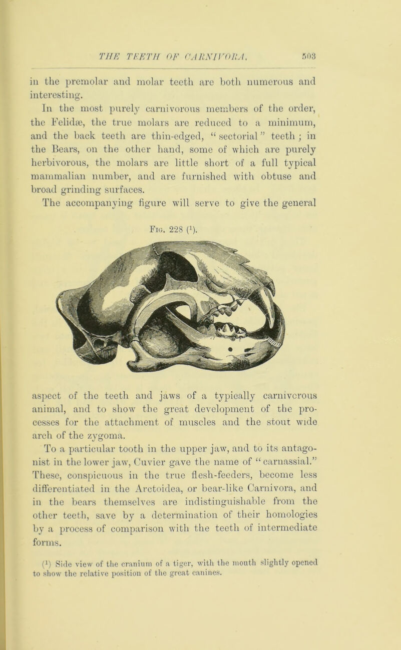 in the premolar and molar teeth are both numerous and interesting. In the most purely carnivorous members of the order, the Felidae, the true molars are reduced to a minimum, and the back teeth are thin-edged, “ sectorial ” teeth ; in the Bears, on the other hand, some of which are purely herbivorous, the molars are little short of a full typical mammalian number, and are furnished with obtuse and broad grinding surfaces. The accompanying figure will serve to give the general Fig. 228 p). aspect of the teeth and jaws of a typically carnivorous animal, and to show the great development of the pro- cesses for the attachment of muscles and the stout wide arch of the zygoma. To a particular tooth in the upper jaw, and to its antago- nist in the lower jaw, Cuvier gave the name of “ carnassial.” These, conspicuous in the true flesh-feeders, become less differentiated in the Arctoidea, or bear-like Carnivora, and in the bears themselves are indistinguishable from the other teeth, save by a determination of their homologies by a process of comparison with the teeth of intermediate forms. P) Side view of the cranium of a tiger, with the mouth slightly opened to show the relative position of the great canines.