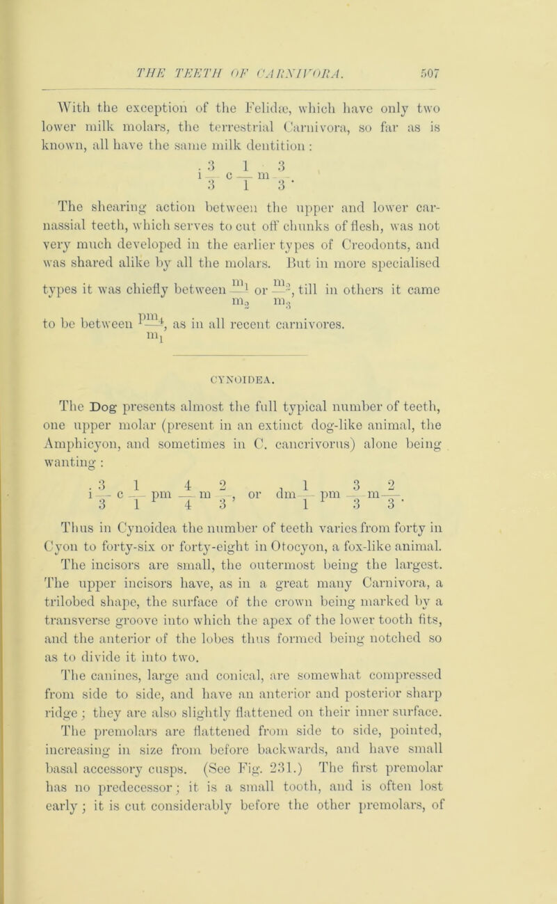 With the exception of the Felidrc, which have only two lower milk molars, the terrestrial Carnivora, so far as is known, all have the same milk dentition : . 3 1 3 i — c — m - 3 1 3 ' The shearing action between the upper and lower car- nassial teeth, which serves to cut off chunks of flesh, was not very much developed in the earlier types of Creodonts, and was shared alike by all the molars. But in more specialised types it was chiefly between —1 or— till in others it came m3 m3 to be between l, as in all recent carnivores. CYNOIDEA. The Dog presents almost the full typical number of teeth, one upper molar (present in an extinct dog-like animal, the Amphicyon, and sometimes in C. cancrivorus) alone being wanting : .31 42 , 1 32 i— c — pm —m , or dm pm — m — 3 1 1 4 3 ’ 1 1 3 3 * Tims in Cynoidea the number of teeth varies from forty in Cyon to forty-six or forty-eight in Otocyon, a fox-like animal. The incisors are small, the outermost being the largest. The upper incisors have, as in a great many Carnivora, a trilobed shape, the surface of the crown being marked by a transverse groove into which the apex of the lower tooth fits, and the anterior of the lobes thus formed being notched so as to divide it into two. The canines, large and conical, are somewhat compressed from side to side, and have an anterior and posterior sharp ridge; they are also slightly flattened on their inner surface. The premolars are flattened from side to side, pointed, increasing in size from before backwards, and have small basal accessory cusps. (See Fig. 231.) The first premolar has no predecessor; it is a small tooth, and is often lost early ; it is cut considerably befoi’c the other premolars, of