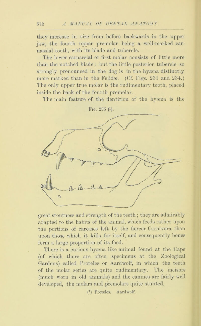 they increase in size from before backwards in the upper jaw, the fourth upper premolar being a well-marked car- nassial tooth, with its blade and tubercle. The lower carnassial or first molar consists of little more than the notched blade ; but the little posterior tubercle so strongly pronounced in the dog is in the hyaena distinctly more marked than in the Felidae. (Cf. Figs. 231 and 234.) The only upper true molar is the rudimentary tooth, placed inside the back of the fourth premolar. The main feature of the dentition of the hyaena is the Fig. 235 (*). great stoutness and strength of the teeth; they are admirably adapted to the habits of the animal, which feeds rather upon the portions of carcases left by the fiercer Carnivora than upon those which it kills for itself, and consequently bones form a large proportion of its food. There is a curious hyaena-like animal found at the Cape (of which there are often specimens at the Zoological Gardens) called Protelcs or Aardwolf, in which the teeth of the molar series are quite rudimentary. The incisors (much worn in old animals) and the canines are fairly well developed, the molars and premolars quite stunted. I1) Proteles. Aardwolf.