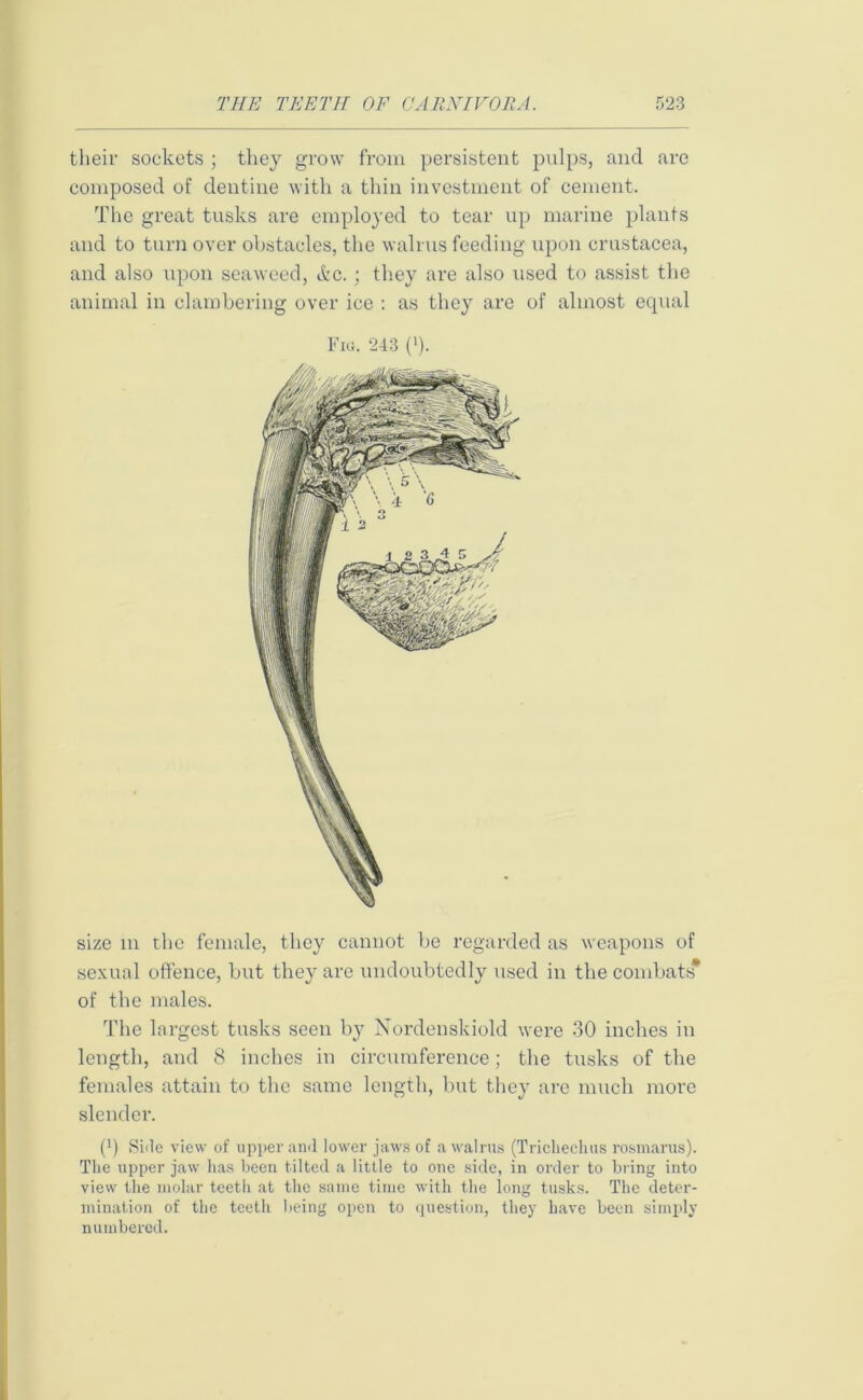 their sockets ; they grow from persistent pulps, and are composed of dentine with a thin investment of cement. The great tusks are employed to tear up marine plants and to turn over obstacles, the walrus feeding upon Crustacea, and also upon seaweed, &c.; they are also used to assist the animal in clambering over ice : as they are of almost equal Fig. 243 (>). size m the female, they cannot be regarded as weapons of sexual offence, but they are undoubtedly used in the combats* of the males. The largest tusks seen by Nordenskiold were 30 inches in length, and 8 inches in circumference; the tusks of the females attain to the same length, but they arc much more slender. (0 Side view of upper and lower jaws of a walrus (Triehechus rosmarus). The upper jaw has been tilted a little to one side, in order to bring into view the molar teeth at the same time with the long tusks. The deter- mination of the teeth being open to question, they have been simply numbered.