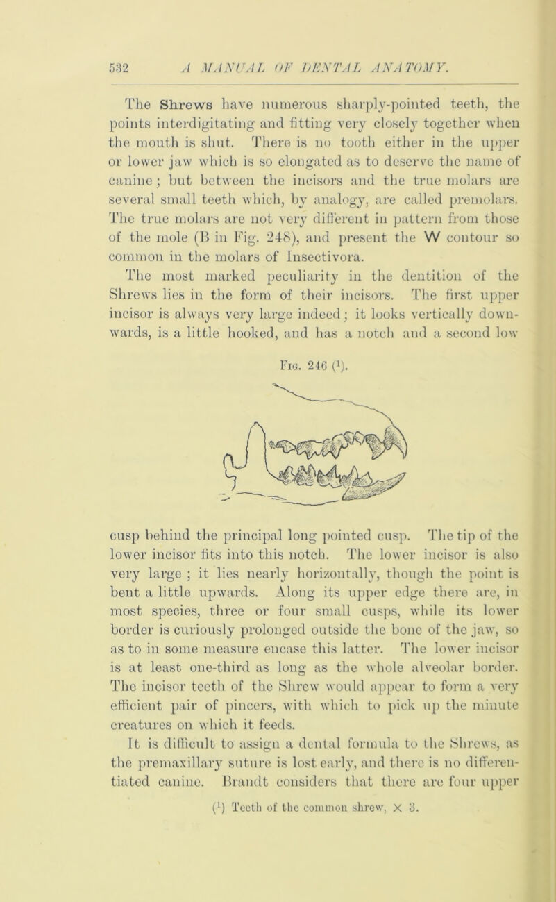 The Shrews have numerous sharply-pointed teeth, the points interdigitating and fitting very closely together when the mouth is shut. There is no tooth either in the upper or lower jaw which is so elongated as to deserve the name of canine; but between the incisors and the true molars are several small teeth which, by analogy, are called premolars. The true molars are not very different in pattern from those of the mole (B in Fig. 248), and present the W contour so common in the molars of Insectivora. The most marked peculiarity in the dentition of the Shrews lies in the form of their incisors. The first upper incisor is always very large indeed; it looks vertically down- wards, is a little hooked, and has a notch and a second low Fio. 246 (b. cusp behind the principal long pointed cusp. The tip of the lower incisor fits into this notch. The lower incisor is also very large ; it lies nearly horizontally, though the point is bent a little upwards. Along its upper edge there are, in most species, three or four small cusps, while its lower border is curiously prolonged outside the bone of the jaw, so as to in some measure encase this latter. The lower incisor is at least one-third as long as the whole alveolar border. The incisor teeth of the Shrew would appear to form a very efficient pair of pincers, with which to pick up the minute creatures on which it feeds. It is difficult to assign a dental formula to the Shrews, as the premaxillary suture is lost early, and there is no differen- tiated canine. Brandt considers that there are four upper (b Teeth of the common shrew, X 3.