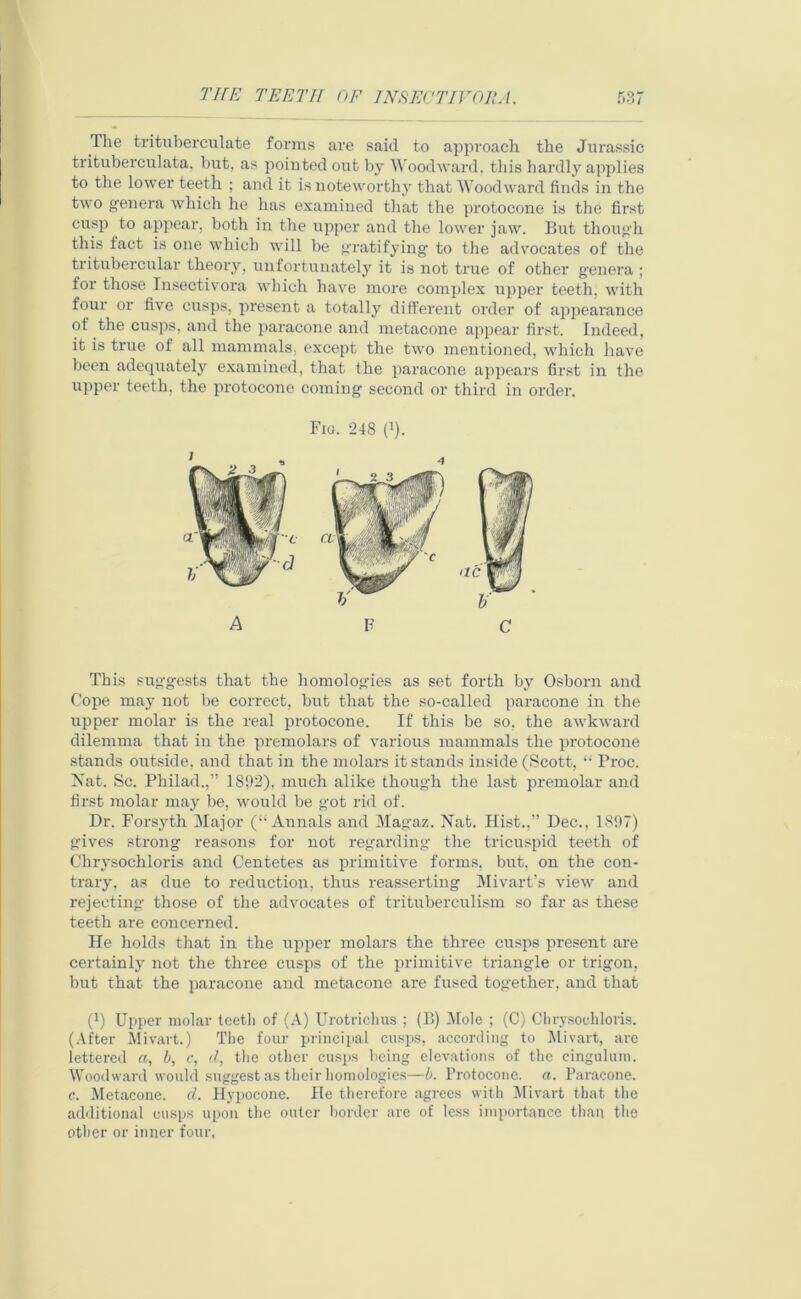 The trituberculate forms are said to approach the Jurassic trituberculata, but, as pointed out by Woodward, this hardly applies to the lower teeth ; and it is noteworthy that Woodward finds in the two genera which he has examined that the protocone is the first cusp to appear, both in the upper and the lower jaw. But though this fact is one which will be gratifying to the advocates of the tritubercular theory, unfortunately it is not true of other genera ; for those Insectivora which have more complex upper teeth, with four or five cusps, present a totally different order of appearance of the cusps, and the paracone and metacone appear first. Indeed, it is true of all mammals, except the two mentioned, which have been adequately examined, that the paracone appears first in the upper teeth, the protocone coming second or third in order. Fig. 248 (*). A F C This suggests that the homologies as set forth by Osborn and Cope may not be correct, but that the so-called paracone in the upper molar is the real protocone. If this be so. the awkward dilemma that in the premolars of various mammals the protocone stands outside, and that in the molars it stands inside (Scott, “ Proc. Nat. Sc. Philad.,” 1892), much alike though the last premolar and first molar may be, would be got rid of. Dr. Forsyth Major (“Annals and Magaz. Nat. Hist.,” Dec., 1897) gives strong reasons for not regarding' the tricuspid teeth of Chrysochloris and Centetes as primitive forms, but, on the con- trary, as due to reduction, thus reasserting Mivart’s view and rejecting those of the advocates of trituberculism so far as these teeth are concerned. He holds that in the upper molars the three cusps present are certainly not the three cusps of the primitive triangle or trigon, but that the paracone and metacone are fused together, and that (t) Upper molar teeth of (A) Urotriclius ; (B) Mole ; (C) Chrysochloris. (After Mivart.) The four principal cusps, according to Mivart, are lettered a, b, c, cl, the other cusps being elevations of the cingulum. Woodward would suggest as their homologies—b. Protocone. a. Paracone. c. Metacone. d. Hypocone. He therefore agrees with Mivart that the additional cusps upon the outer border are of less importance than the other or inner four,