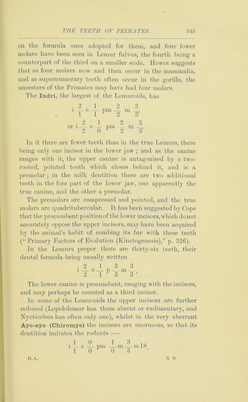 on the formula once adopted for them, and four lower molars have been seen in Lemur fulvus, the fourth being a counterpart of the third on a smaller scale. Howes suggests that as four molars now and then occur in the mammalia, and as supernumerary teeth often occur in the gorilla, the ancestors of the Primates may have had four molars. The Indri, the largest of the Lemuroids, has .21 23 1rcTpmT m ~3’ .21 2 3 01'1 T c 0 inU “2 m T In it there are fewer teeth than in the true Lemurs, there being only one incisor in the lower jaw ; and as the canine ranges with it, the upper canine is antagonised by a two- rooted, pointed tooth which closes behind it, and is a prernolar • in the milk dentition there are two additional teeth in the fore part of the lower jaw, one apparently the true canine, and the other a premolar. The premolars are compressed and pointed, and the true molars are quadritubercular. It has been suggested by Cope that the procumbent position of the lower incisors, which do not accurately oppose the upper incisors, may have been acquired by the animal’s habit of combing its fur with these teeth (“ Primary Factors of Evolution (Kinetogenesis),” p. 326). In the Lemurs proper there are thirty-six teeth, their dental formula being usually written .2 1 3 3 i — c — p — m_- 2 1 F 3 3 The lower canine is procumbent, ranging with the incisors, and may perhaps be counted as a third incisor. In some of the Lemuroids the upper incisors are further reduced (Lepidolemur has them absent or rudimentary, and Nycticebus has often only one), whilst in the very aberrant Aye-aye (Chiromys) the incisors are enormous, so that its dentition imitates the rodents :— .1 0 1 3 1Q i — c — pm — m — — [ A 1 0 1 0 3 P.A. X N
