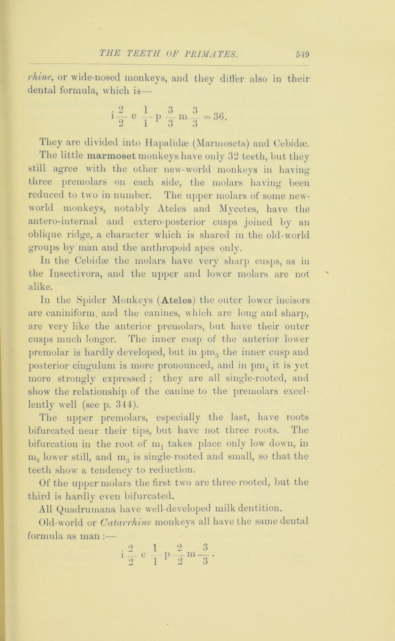 rliine, or wide-nosed monkeys, and they differ also in their dental formula, which is— 1 3 3 0„ rpTm3 ■ They are divided into Hapalidse (Marmosets) and Cebidse. The little marmoset monkeys have only 32 teeth, but they still agree with the other new-world monkeys in having three premolars on each side, the molars having been reduced to two in number. The upper molars of some new- world monkeys, notably Ateles and Mycetes, have the antero-internal and extero-posterior cusps joined by an oblique ridge, a character which is shared in the old-world groups by man and the anthropoid apes only. In the Cebidte the molars have very sharp cusps, as in the Insectivora, and the upper and lower molars are not alike. In the Spider Monkeys (Ateles) the outer lower incisors are caniniform, and the canines, which are long and sharp, are very like the anterior premolars, but have their outer cusps much longer. The inner cusp of the anterior lower premolar is hardly developed, but in pm., the inner cusp and posterior cingulum is more pronounced, and in pnq it is yet more strongly expressed ; they are all single-rooted, and show the relationship of the canine to the premolars excel- lently well (see p. 314). The upper premolars, especially the last, have roots bifurcated near their tips, but have not three roots. The bifurcation in the root of nq takes place only low down, in m2 lower still, and m:j is single-rooted and small, so that the teeth show a tendency to reduction. Of the upper molars the first two are three-rooted, but the third is hardly even bifurcated. All Quadrumana have well-developed milk dentition. Old-world or Cuturrhine monkeys all have the same dental formula as man :— .2 1 2 3 1 , c , P “T 111 “o' ’