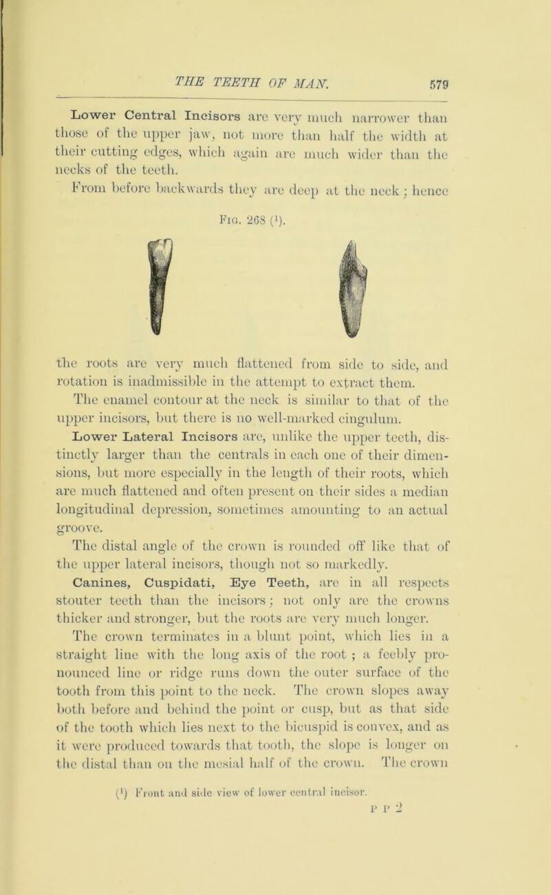 Lower Central Incisors arc very much narrower than those of the upper jaw, not more than half the width at their cutting edges, which again are much wider than the necks of the teeth. From before backwards they are deep at the neck; hence Fig. 268 (b. the roots are very much flattened from side to side, and rotation is inadmissible in the attempt to extract them. The enamel contour at the neck is similar to that of the upper incisors, but there is no well-marked cingulum. Lower Lateral Incisors are, unlike the upper teeth, dis- tinctly larger than the centrals in each one of their dimen- sions, but more especially in the length of their roots, which are much flattened and often present on their sides a median longitudinal depression, sometimes amounting to an actual groove. The distal angle of the crown is rounded off like that of the upper lateral incisors, though not so markedly. Canines, Cuspidati, Eye Teeth, are in all respects stouter teeth than the incisors; not only are the crowns thicker and stronger, but the roots are very much longer. The crown terminates in a blunt point, which lies in a straight line with the long axis of the root ; a feebly pro- nounced line or ridge runs down the outer surface of the tooth from this point to the neck. The crown slopes away both before and behind the point or cusp, but as that side of the tooth which lies next to the bicuspid is convex, and as it were produced towards that tooth, the slope is longer on the distal than on the mesial half of the crown. The crown