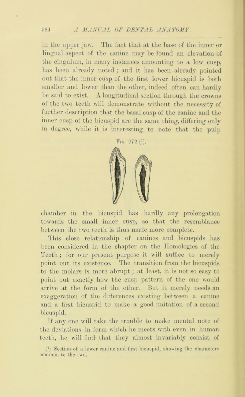 in the upper jaw. The fact that at the base of the inner or lingual aspect of the canine may be found an elevation of the cingulum, in many instances amounting to a low cusp, has been already noted ; and it has been already pointed out that the inner cusp of the first lower bicuspid is both smaller and lower than the other, indeed often can hardly be said to exist. A longitudinal section through the crowns of the two teeth will demonstrate without the necessity of further description that the basal cusp of the canine and the inner cusp of the bicuspid are the same thing, differing only in degree, while it is interesting to note that the pulp Fig. 272 (!). chamber in the bicuspid has hardly any prolongation towards the small inner cusp, so that the resemblance between the two teeth is thus made more complete. This close relationship of canines and bicuspids has been considered in the chapter on the Homologies of the Teeth ; for our present purpose it will suffice to merely point out its existence. The transition from the bicuspids to the molars is more abrupt; at least, it is not so easy to point out exactly how the cusp pattern of the one would arrive at the form of the other. But it merely needs an exaggeration of the differences existing between a canine and a first bicuspid to make a good imitation of a second bicuspid. If any one will take the trouble to make mental note of the deviations in form which he meets with even in human teeth, he will find that they almost invariably consist of (h Section of a lower canine and first bicuspid, showing the characters common to the two.