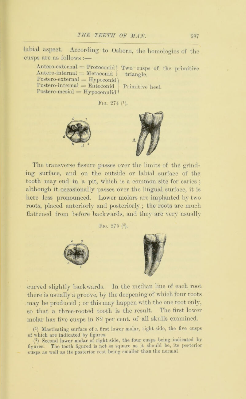 labial aspect. According to Osborn, the homologies of the cusps are as follows :— Two cusps triangle. Antero-external = Protoconid I Antero-internal = Metaconid J Postero-extemal = Hypoconid) Postero-internal = Entoconid Primitive heel Postero-mesial = Hvpoconulid) of the primitive The transverse fissure passes over the limits of the grind- ing surface, and on the outside or labial surface of the tooth may end in a pit, which is a common site for caries ; although it occasionally passes over the lingual surface, it is here less pronounced. Lower molars are implanted by two roots, placed anteriorly and posteriorly ; the roots are much flattened from before backwards, and they are very usually curved slightly backwards. In the median line of each root there is usually a groove, by the deepening of which four roots may lie produced ; or this may happen with the one root only, so that a three-rooted tooth is the result. The first lower molar has five cusps in 82 per cent, of all skulls examined. (*) Masticating surface of a first lower molar, right side, the five cusps of which are indicated by figures. (2) Second lower molar of right side, the four cusps being indicated by figures. The tooth figured is not so square as it should be, its posterior cusps as well as its posterior root being smaller than the normal.