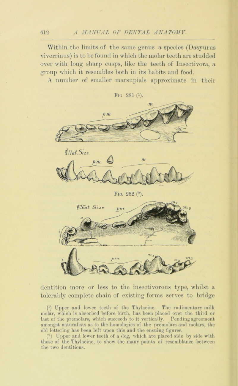 Within the limits of the same genus a species (Dasyurus viverrinus) is to be found in which the molar teeth are studded over with long sharp cusps, like the teeth of Insectivora, a group which it resembles both in its habits and food. A number of smaller marsupials approximate in their Fig. 281 (x). i Mat.Sizi Fig. 282 (2). dentition more or less to the insectivorous type, whilst a tolerably complete chain of existing forms serves to bridge (’) Upper and lower teeth of the Thylacine. The rudimentary milk molar, which is absorbed before birth, has been placed over the third or last of the p re molars, which succeeds to it vertically. Pending agreement amongst naturalists as to the homologies of the premolars and molars, the old lettering has been left upon this and the ensuing figures. (2) Upper and lower teeth of a dog, which are placed side by side with those of the Thylacine, to show the many points of resemblance between the two dentitions.