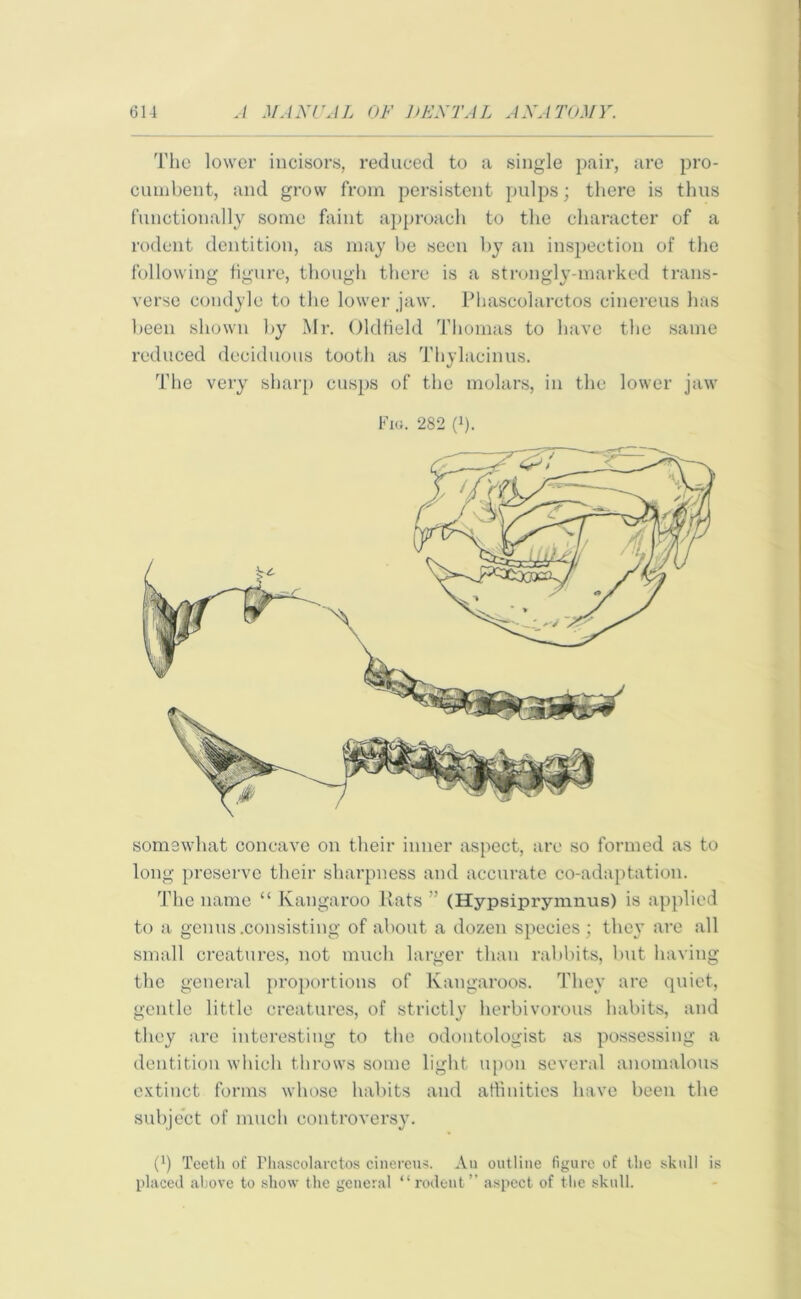 The lower incisors, reduced to a single pair, are pro- cumbent, and grow from persistent pulps; there is thus functionally some faint approach to the character of a rodent dentition, as may be seen by an inspection of the following figure, though there is a strongly-marked trans- verse condyle to the lower jaw. Phascolarctos cinereus has been shown by Mr. Oldfield Thomas to have the same reduced deciduous tooth as Thylacinus. The very sharp cusps of the molars, in the lower jaw Fig. 282 (*). somewhat concave on their inner aspect, are so formed as to long preserve their sharpness and accurate co-adaptation. The name “ Kangaroo Rats ” (Hypsiprymnus) is applied to a genus .consisting of about a dozen species; they are all small creatures, not much larger than rabbits, but having the general proportions of Kangaroos. They are quiet, gentle little creatures, of strictly herbivorous habits, and they are interesting to the odontologist as possessing a dentition which throws some light, upon several anomalous extinct forms whose habits and affinities have been the subject of much controversy. (b Teeth of Phascolarctos cinereus. An outline figure of the skull is placed above to show the general “rodent” aspect of the skull.