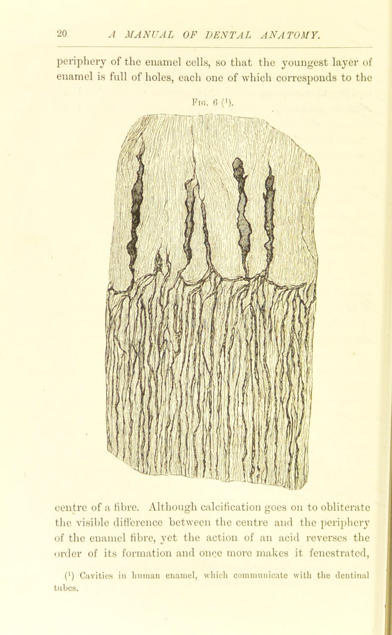 periphery of the enamel cells, so that the youngest layer of enamel is full of holes, each one of which corresponds to the Fin. 6 (I). centre of a Hbre. Although calcification goes on to obliterate the visible difference between the centre and the periphery of the enamel fibre, yet the action of an acid reverses the order of its formation and once more makes it fenestrated, (') Cavities ill liiiiiian erianiel, which coiniiiunicale with the dentinal tubes.