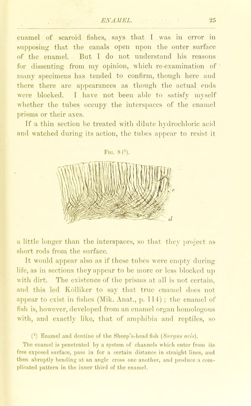 enamel of scaroid fishes, saj's that T was in error in supposing that tlic canals open upon the outer surface of the enamel. But I do not understand his reasons for dissenting from my opinion, which rc-cxamination of many specimens has tended to confirm, though here and tiicre there are a])pearances as though the actual ends were blocked. I liavc not been able to satisfy myself wliether the tubes occupy the intersi)accs of the enamel prisms or their axes. If a thin section be treated -with dilute hydrochloric acid and watclied during its action, the tubes ajipcar to resist it Fki. S('). a little longer than the interspaces, so that tiicy project as siiort rods from the surface. It would appear also as if these tubes were empty during life, as in sections they appear to be more or less blocked up with dirt. The existence of the prisms at all is not certain, and this led Kiilliker to say that true enamel does not a])pcar to exist in fishes (Mik. Anat., p. 114) ; the enamel of fish is, however, developed from an enamel organ homologous with, and exactly like, that of amphibia and rcjitilcs, so (') Enamel and flontino of the Shoeii's-liead fisli (.S';v/«.s' ovik). The enamel is ])enctrated by a system of oliannols wliicli enter from its free exposed surface, pass in for a certain distance in straiglifc lines, and then abruptly bending at an angle cross one anotlicr, and produce a com- I>lif'ated pattern in tlie inner tliird of tiie enjuiicl.