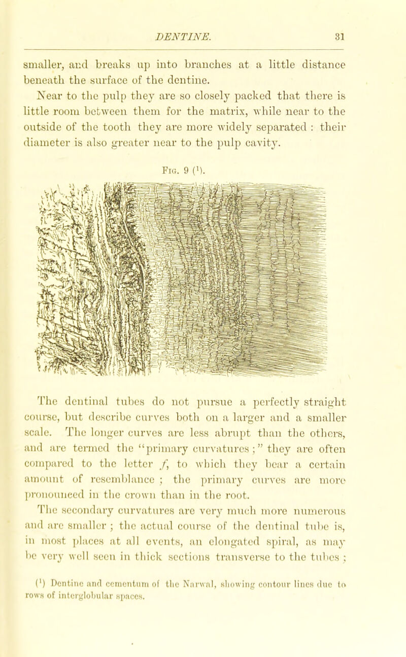 smaller, and breaks up into branches at a little distance beneath the surface of the dentine. Near to the pulp they are so closely packed that there is little room between them for the matrix, while near to the outside of the tooth they are more widely separated : their diameter is also greater near to the pulp caA'ity. Fig. 9 (M. The dentinal tubes do not pursue a perfectly straight course, but describe curves both on a larger and a smaller scale. The longer curves are less abrupt than the others, and are termed the primary curvatures ; they are often compared to the letter /, to wliich they bear a certain amount of resemblance ; the ])rimary curves are more l)ronounced in tlic crown than in the root. The secondary curvatures are very much more numerous and are smaller ; the actual course of the dentinal tube is, in most places at all events, an elongated spiral, as may he very well seen in thick sections transverse to the tiihes : (') Dcntiiio and ocniciitimi of the Narwal, slmwiiig contour lines due to rows of inter^'lobular sjiacos.