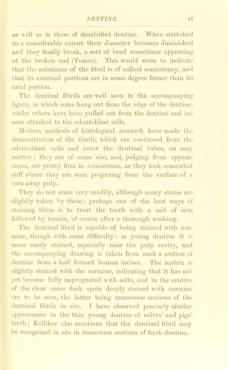 as. w ell as in those of decalcified dentine. When stretched to a considerable extent their dianieter becomes diminished und they finally break, a sort of bead sometimes appearing at tiie l)roken end (Tomes). This would seem to indicate that tlie substance of the fibril is of colloid consistency, and that its external portions are in some degree firmer than its nxial portion. The dentinal fibrils arc well seen in the accompanying hgure, in which some hang out from the edge of the dentine, whilst others haA'e been pnlled out from the dentine and are seen attached to the odontoblast cells. Modern methods of histological research have made tlic <lemonstration of the fibrils, which are continued fronj the odontoblast cells and enter the dentinal tubes, an easy matter ; they are of some size, and, judging from ap2)ear- .uices, arc pretty firm in consistence, as they look somewhat •stiff where they are seen j)rojectiug from the surface of a torn-away pulp. They do not stain ver}' readily, although manj^ stains are slightly taken by them; j^^^i'li^H^^ one of the best waj's of staining tliem is to treat the tooth with a salt of iron followed by tannin, of coarse after a thorough washing. The dentinal fil)ril is capable of being stained with car- mine, though with some difhculty : in young dentine it is more easily stained, especially near the pul]) cavity, and the accompanying drawing is taken from such a section ui' dentine from a half formed human incisor. The matrix is slightly stained witli the carmine, indicating that it has not yet become fully impregnated witli salts, and in the centres of the clear areas dark s])ots deeply stained with carmine arc to l)e seen, the latter being transverse sections of the dentinal fibrils in ki'/h. I have observed precisely similar appearances in the thin young dentine of calves' and pigs' teeth ; Kollikcr also mentions that the dentinal fibril may be recognised i)i nidi in transverse sections of fresh dentine.