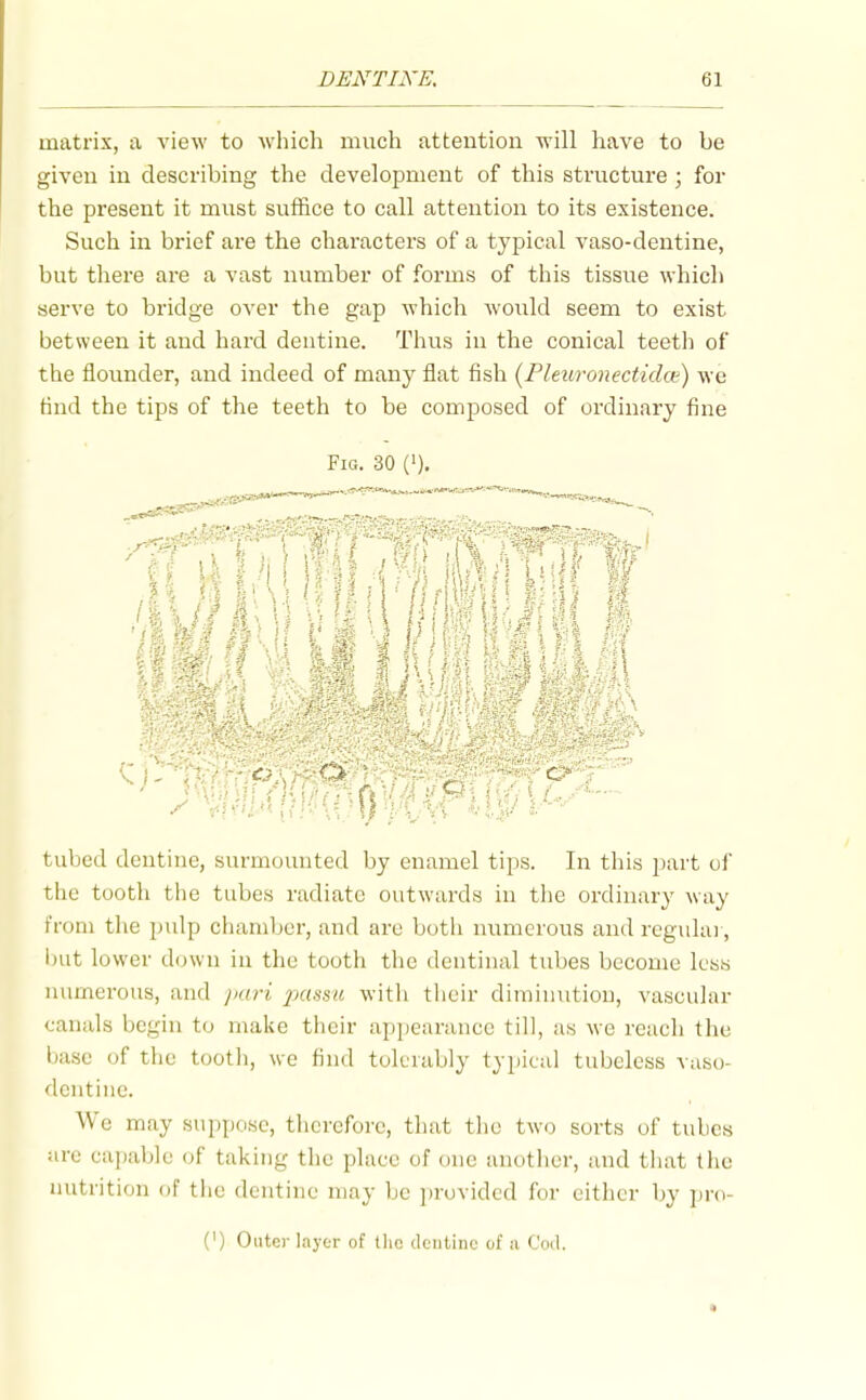 matrix, a view to which much attention will have to be given in describing the development of this structure ; for the present it must suffice to call attention to its existence. Such in brief are the characters of a typical vaso-dentine, but there are a vast number of forms of this tissue which serve to bridge over the gap which would seem to exist between it and hard dentine. Thus in the conical teeth of the flounder, and indeed of many flat fish {Phuronectidct) we find the tips of the teeth to be composed of ordinary fine Fig. 30 ('). tubed dentine, surmounted by enamel tips. In this part of the tooth the tubes radiate outwards in tlie ordinary way from the pulp chamber, and are botii numerous and regulai, i)ut lower down in the tooth the dentinal tubes become less numerous, and pari passu with their diminution, vascular canals begin to make their appearance till, aw mo reach the base of the tooth, we find tolerably typical tubeless vaso- dentine. We may suppose, therefore, that the two sorts of tubes arc capable of taking the place of one another, and that the nutrition oF the dentine may be in'ovidcd for either by ]>n)- (') Outer layer of tiic dentine of a Cod.