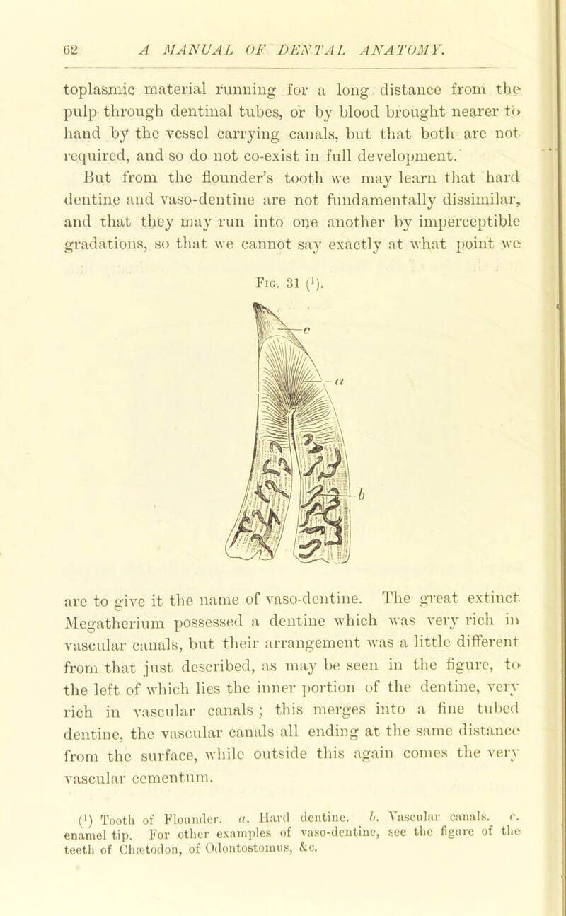 toplasjiiic material runiiing for a long distance from the- pulp through dentinal tubes, or by blood brought nearer t(> hand by the vessel carrying canals, but that botli are not required, and so do not co-exist in full development. But from the flounder's tooth we may learn tliat hard dentine and vaso-dentine are not fiuidamentally dissimilar, and that they may run into one another by imperceptible gradations, so that we cannot say exactly at what point we Fig. 31 (' are to <-ive it the name of vaso-dcntine. The great extinct Megatherium possessed a dentine which was very rich in vascular canals, but their arrangement was a little different from that just described, as may be seen in the figure, to the left of which lies the inner portion of the dentine, very rich in vascular canals; this merges into a fine tubed dentine, the vascular canals all ending at the same distance from the surface, while outside this again comes the very vascular ccmentuni. (') Tooth of Flouiulor. it. Hard ilci\tinc. h. Vascular canals. r. enamel tip. For other e.\anii)les of va.so-dentinc, tee the figure of the teeth of Chietodon, of Odontostoiiius, &c.