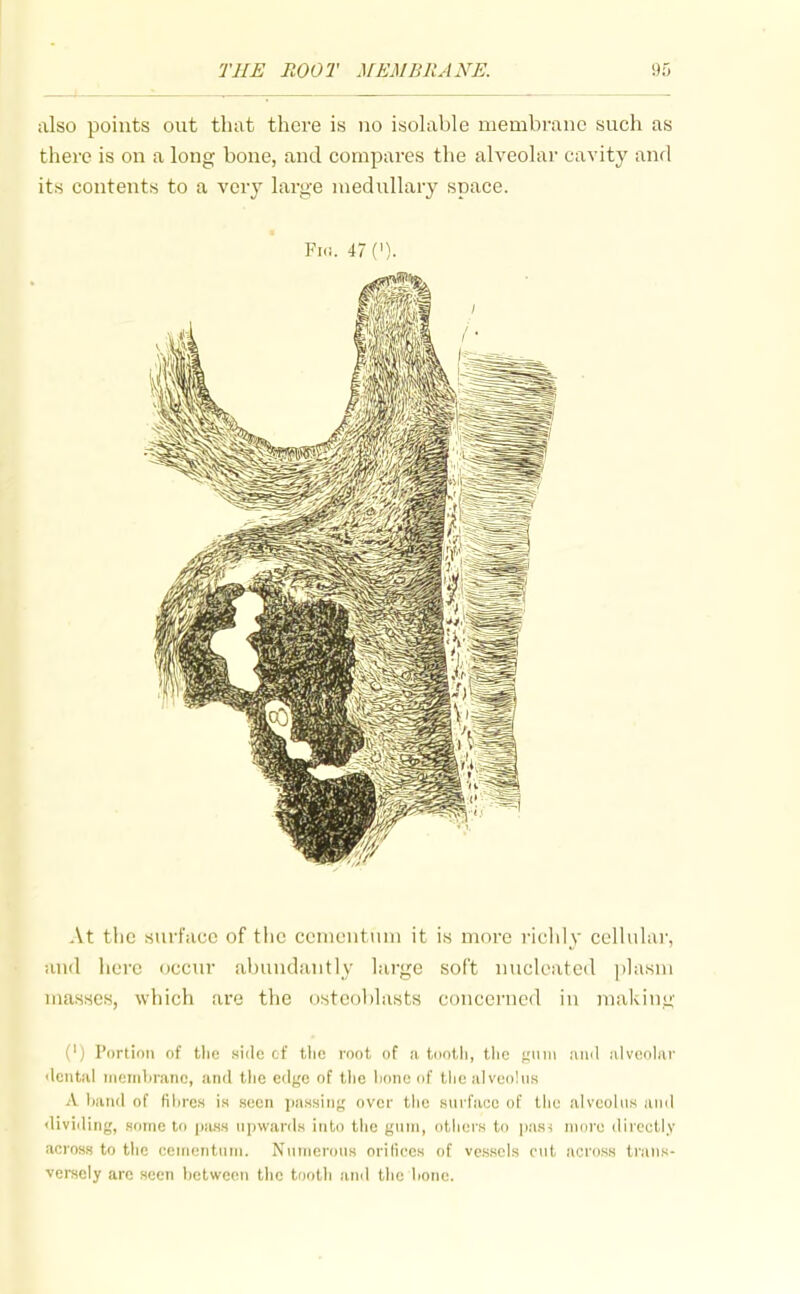 also points out that there is no isolable membrane such as there is on a long bone, and compares the alveolar cavity and its contents to a very large medullary space. Fni. 47('). At the surface of the ccnientum it is more riclily cellular, and here occiu* abundantly large soft nucleated plasm masses, which are the nstcol)lasts concerned in making (') Portion of tlie wide tf the root of u tontli, the fiiiiii miuI nlveohir ilental iiieiiiliranc, and the edge of tlie hone of tlie alveolus A hand of fihre.s is seen passing over tiie surface of the alveolus and <Uviding, some to piuss upwards into the gum, others to pass moi'e directly across to the ceniontum. Numerous oriliccs of vessels cut across ti'ans- verscly arc seen hetwecn the tootli .and the hone.