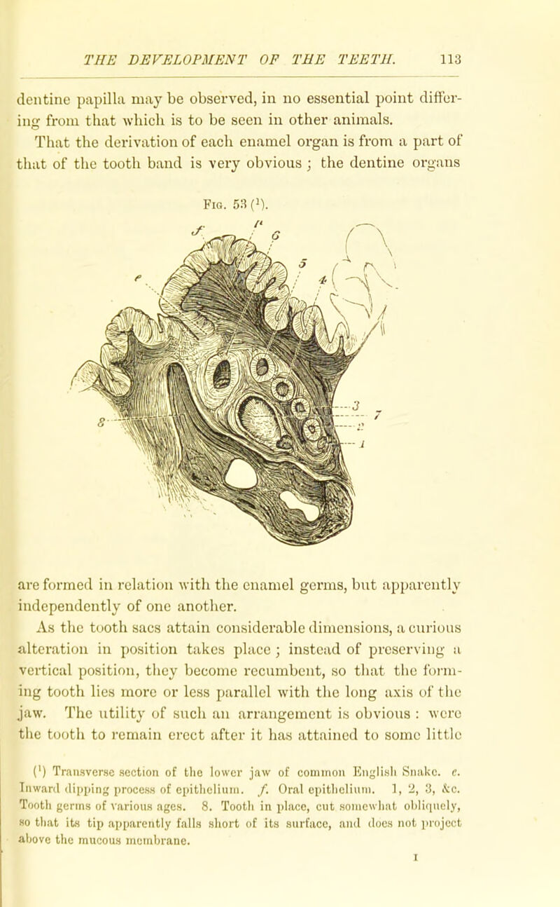 dentine papilla may be observed, in no essential point differ- ing from that which is to be seen in other animals. That the derivation of each enamel organ is from a part of that of the tooth band is very obvious ; the dentine organs Fig. 53 (i). are formed in relation with the enamel germs, but apparently independently of one another. As the tooth sacs attain considerable dimensions, a curious alteration in j)osition takes place ; instead of preserving a vertical position, they become recumbent, so that the form- ing tooth lies more or less parallel with the long axis of the jaw. The utility of such an arrangement is obvious : were the tooth to remain erect after it has attained to some little (') Transverse section of the lower jaw of common Englisli Snake, c. Inward (lipping process of epithelium. /. Oral epithelium. 1, 2, .3, itc. Tooth germs of various ages. 8. Tooth in place, cut somewhat obliquely, so that its tip apparently falls short of its surface, and does not project above the mucous membrane. I