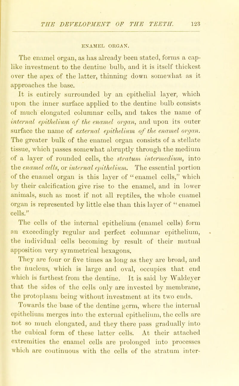 ENAMEL ORGAN. The enamel organ, as has already been stated, forms a cap- like investment to the dentine bulb, and it is itself thickest over the apex of the latter, thinning down somewhat as it approaches tlie base. It is entirely surrounded by an epithelial layer, which upon the inner surface applied to the dentine bulb consists of much elongated columnar cells, and takes the name of internal ejntheliwn of the enamel organ, and upon its outer surface the name of external epithelium of the enamel organ. The greater bulk of the enamel organ consists of a stellate tissue, which passes somewhat abruptly through the medium of a layer of rounded cells, the stratum intermedium, into the enamel cells, or internal epithelium. The essential portion of the enamel organ is this layer of  enamel cells, which by their calcification give rise to the enamel, and in lower animals, such as most if not all reptiles, the whole enamel organ is represented by little else than this layer of  enamel cells. The cells of the internal epithelium (enamel cells) form nu exceedingly regular and perfect columnar epithelium, the individual cells becoming by result of their mutual apposition very symmetrical hexagons, Tliey are four or five times as long as they are broad, and the nucleus, which is large and oval, occupies that end wiiicii is farthest from tlie dentine. It is said by Waldeyer that the sides of tlie cells only are invested by membrane, the protoplasm being without investment at its two ends. Towards tlie base of the dentine germ, where the interaal epithelium merges into the external epithelium, the cells are not so much elongated, and they there pass gradually into the cubical form of these lattci- cells. At their attaclied extremities the enamel cells are prolonged into processes which are continuous with the cells of the stratum inter-