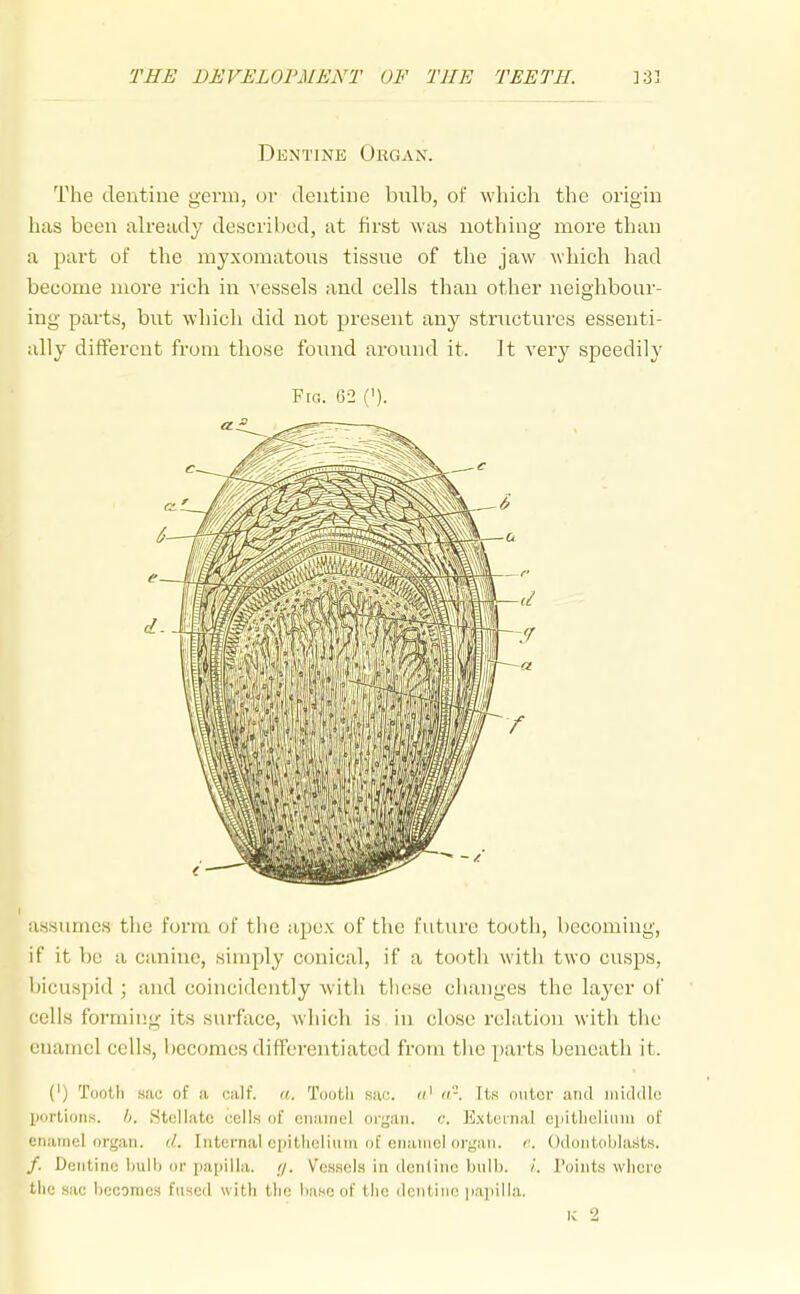 ]31 Dljntinb Organ. The dentine gevni, ov dentine bulb, of whicli the origin has been already described, at first was nothing more than a part of the myxomatous tissue of the jaw which had become more rich in vessels and cells than other neighbour- ing- parts, but which did not present any structures essenti- ally different from those found around it. It very speedily Fig. 62 ('). assumes the form of the apex of the future tootli, becoming, if it be a canine, simply conical, if a tooth with two cusps, bicuspid ; and coincidently with tliese changes the layer of cells forming its surface, which is in close relation with the enamel cells, becomes differentiated from the parts beneath it. (') Tooth sac of a calf. a. Tootli sac. a' a-. Its outer and inidiUo portions. //. Stellate cells of enamel organ, c. E.xteinal eiiitlieliinu of enamel organ. Internal opitliclium of enamel organ, c. Odontoblasts. /. Dentine bulb or papilla. //. Vessels in dcnline bulb. /. Points where the sac becomes fused with the base of the dentine papilla. K 2