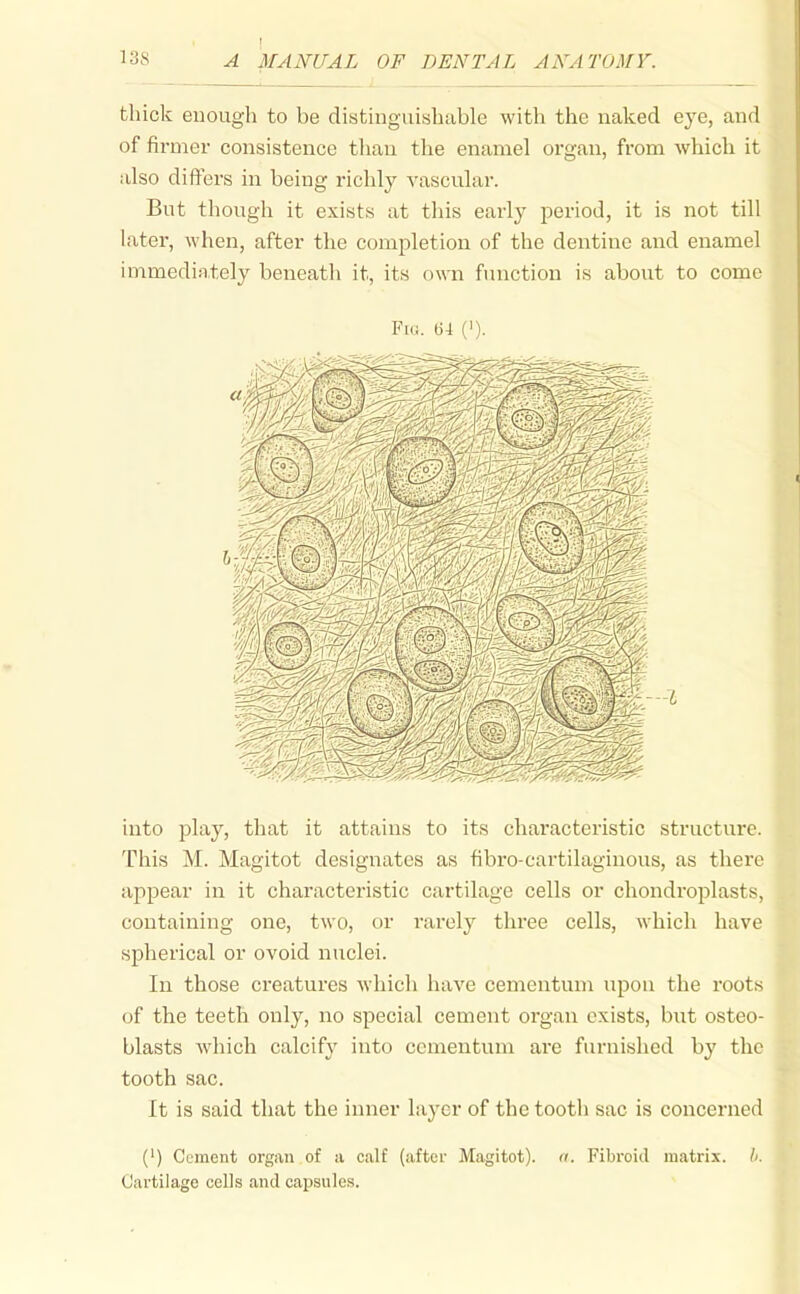 thick enough to be distinguishable with the naked eye, and of firmer consistence tlian the enamel organ, from which it also differs in being richly vascular. But though it exists at this early period, it is not till later, when, after the completion of the dentine and enamel immediately beneath it, its own function is about to come Fui. 64 (I). into play, that it attains to its characteristic structure. This M. Magitot designates as fibro-cartilaginous, as there appear in it characteristic cartilage cells or chondroplasts, containing one, two, or rarely three cells, which have spherical or ovoid niiclei. In those creatures which have cementum upon the roots of the teeth only, no special cement organ exists, but osteo- blasts which calcify into cementum are furnished by the tooth sac. It is said that the inner layer of the tooth sac is concerned (') Cement organ of a calf (after Magitot). n. Fibroid matrix, b. Cartilage cells and capsules.