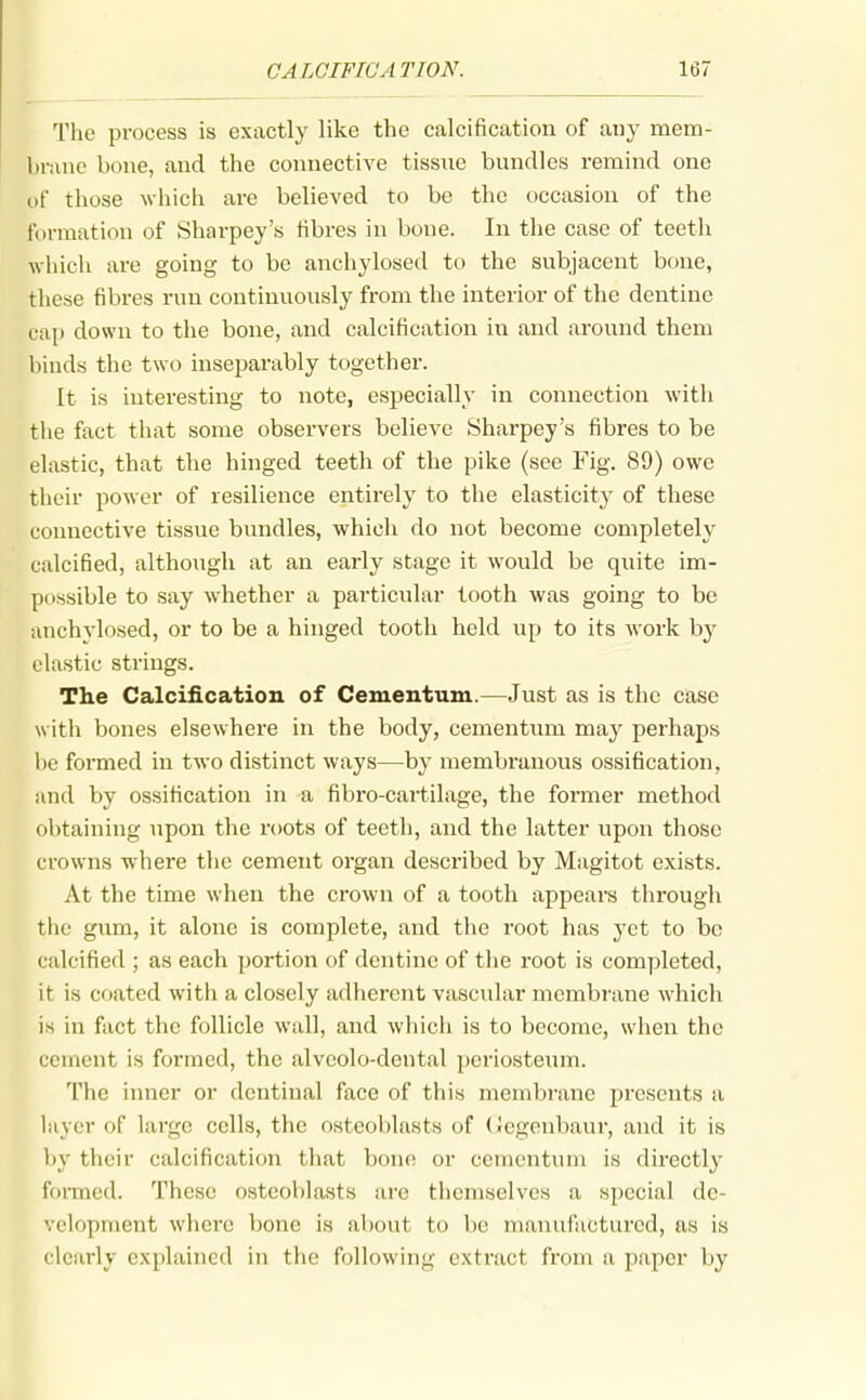 The process is exactly like the calcification of atiy mem- l»nvnc bone, and the connective tissue bundles remind one of those which are believed to be the occasion of the ft)rmation of Sharpey's fibres in bone. In the case of teeth which are going to be anchylosed to the subjacent bone, these fibres run continuously from the interior of the dentine cap down to the bone, and calcification in and around them binds the two inseparably together. It is interesting to note, especially in connection with the fact that some observers believe Sharpey's fibres to be elastic, that the hinged teeth of the pike (see Fig. 89) owe their power of resilience entirely to the elasticity of these connective tissue bundles, which do not become completely calcified, although at an eai'ly stage it would be quite im- possible to say whether a particular tooth was going to be anchylosed, or to be a hinged tooth held up to its work by clastic strings. The Calcification of Cementum.—Just as is the case with bones elsewhere in the body, cementum may perhaps be formed in two distinct ways—by membranous ossification, and by ossification in a fibro-cartilage, the former method obtaining upon the roots of teeth, and the latter upon those crowns where the cement organ described by Magitot exists. At the time when the crown of a tooth appears tlu'ough the gum, it alone is complete, and the root has yet to be calcified ; as each portion of dentine of the root is completed, it is coated with a closely adherent vascular membrane which is in fact the follicle wall, and which is to become, when the cement is formed, the alveolo-dental periosteinn. The inner or dentinal face of this membrane presents a layer of large cells, the osteoblasts of (Jegenbaur, and it is hy their calcification that bone or cementum is directly formed. These osteoblasts are themselves a special de- velopment where bone is about to be manufactured, as is clearly explained in the following extract from a paper by