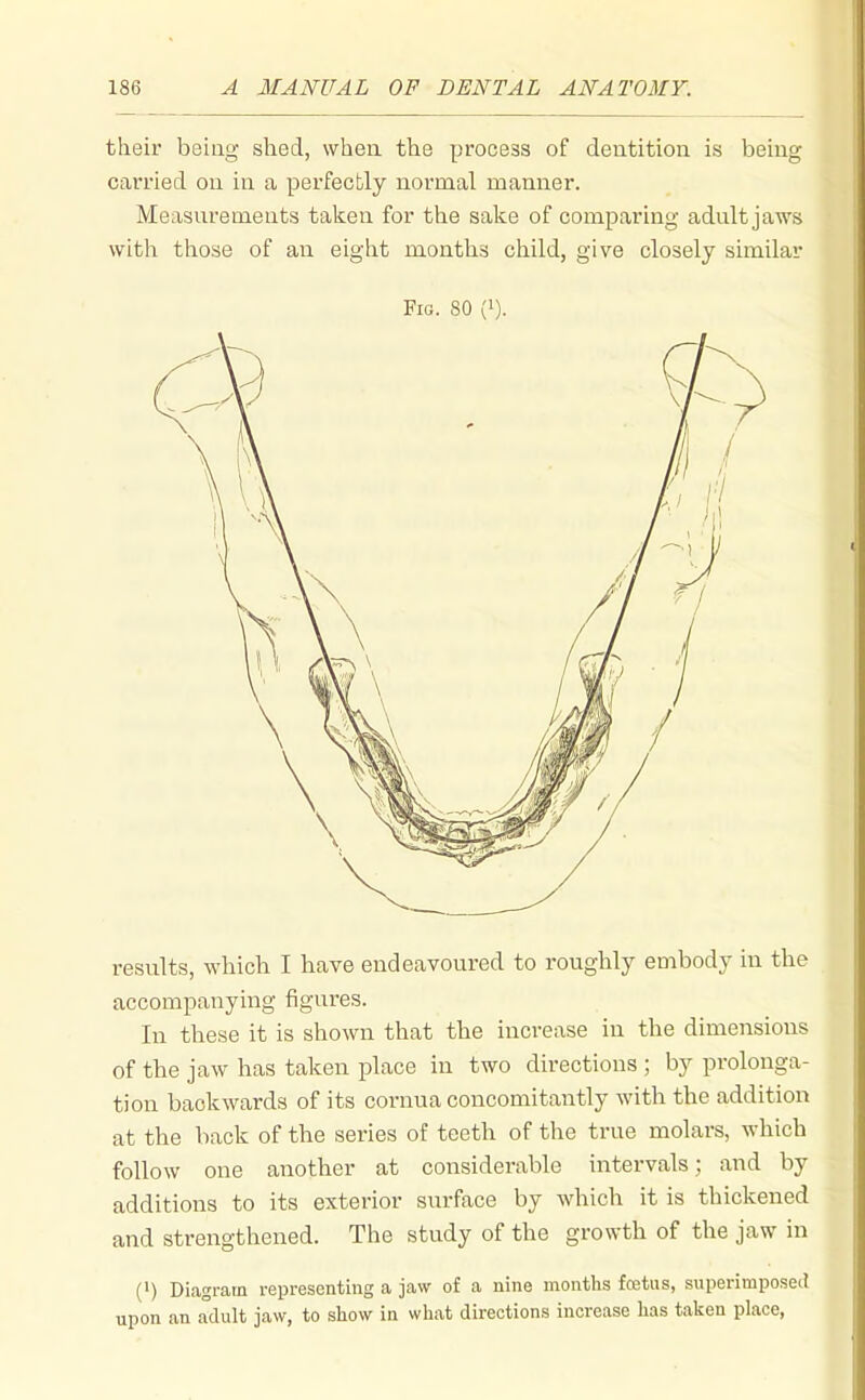 their being shed, wlien the process of dentition is being carried on in a perfectly normal manner. Measurements taken for the sake of comparing adult jaws with those of an eight months child, give closely similar Fig. 80 (i). results, which I have endeavoured to roughly embody in the accompanying figures. In these it is shown that the increase in the dimensions of the jaw has taken place in two directions; by prolonga- tion backwards of its coi-nua concomitantly with the addition at the back of the series of teeth of the true molars, which follow one another at considerable intervals; and by additions to its exterior surface by which it is thickened and strengthened. The study of the growth of the jaw in (!) Diagram representing a jaw of a nine months fcetus, superimposeil upon an adult jaw, to show in what directions increase has taken place,