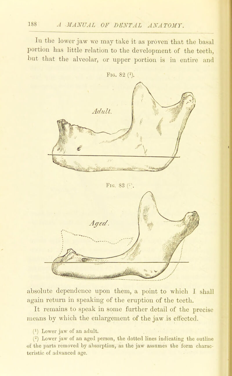 lu the lower jaw we may take it as proven that the basal portion has little relation to the development of the teeth, liut that the alveolar, or upper portion is in entire and Fig. 82 (i). absolute dependence upon them, a point to which I shall again return in speaking of the eruption of the teeth. It remains to speak in some further detail of the precise means by which the enlargement of the jaw is effected. (') Lower jaw of an adult. ('-) Lower jaw of an aged person, the dotted lines indicating the outline of tlie parts removed by absorption, as the jaw assnmes the form cliarac- teristie of advanced age.