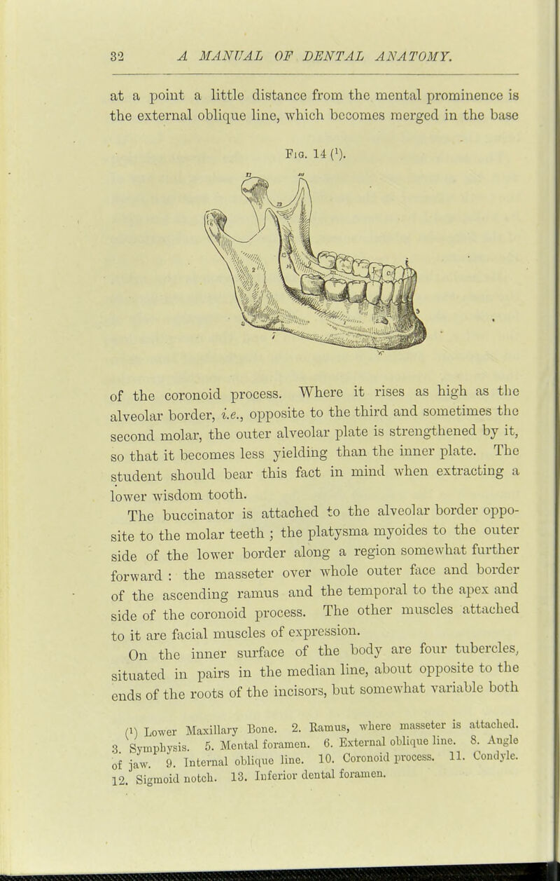 of the coronoid process. Where it rises as high as the alveolar border, i.e., opposite to the third and sometimes the second molar, the outer alveolar plate is strengthened by it, so that it becomes less yielding than the inner plate. The student should bear this fact in mind when extracting a lower wisdom tooth. The buccinator is attached to the alveolar border oppo- site to the molar teeth ; the platysma myoides to the outer side of the lower border along a region somewhat further forward : the masseter over whole outer fVice and border of the ascending ramus and the temporal to the apex and side of the coronoid process. The other muscles attached to it are facial muscles of expression. On the inner surface of the body are four tubercles, situated in pairs in the median line, about opposite to the ends of the roots of the incisors, but somewhat variable both (1) Lower Maxillary Bone. 2. Eamus, where masseter is attaclied. .3 Syinpliysis. 5. Mental foramen. 6. External oblique line. 8. Angle of jaw. 9. Internal obliqne line. 10. Coronoid process. 11. Condyle. 12. Sigmoid notch. 13. Inferior dental foramen.